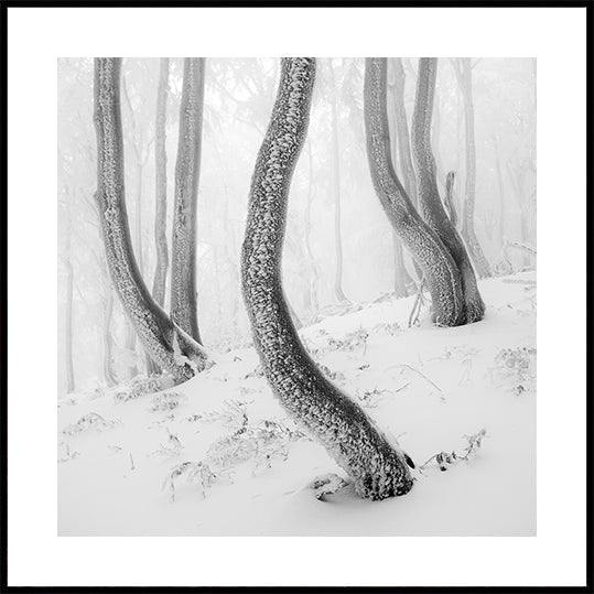 Frozen Forest Plakater - Posterbox