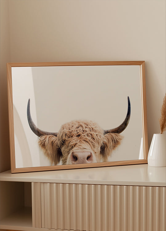 Pokukující kráva plakát