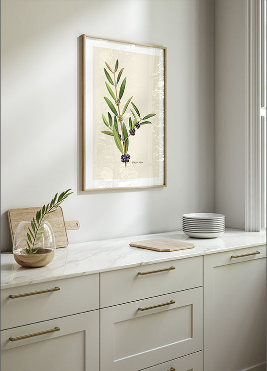 Plakát Botanika Phillyrea Latifolia