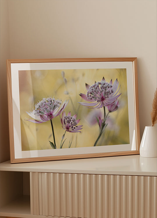 Plakát Astrantia Major