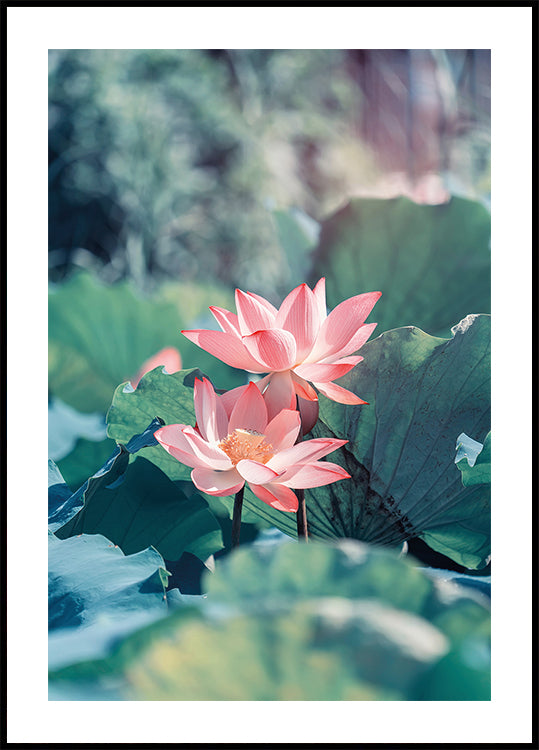 Blooming Lotus Flower Plakat - Posterbox.dk