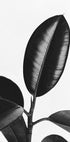 Ficus Leaves in Black & White Plakat - Posterbox.dk