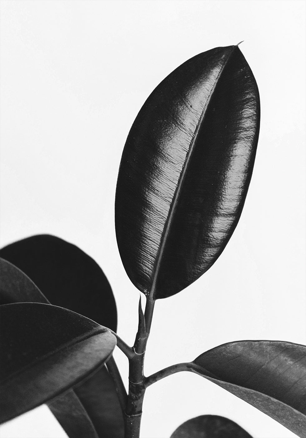 Ficus Leaves in Black & White Plakat - Posterbox.dk