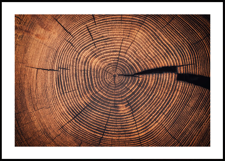 Rings of Time: A Tree’s Life Story Plakat - Posterbox.dk