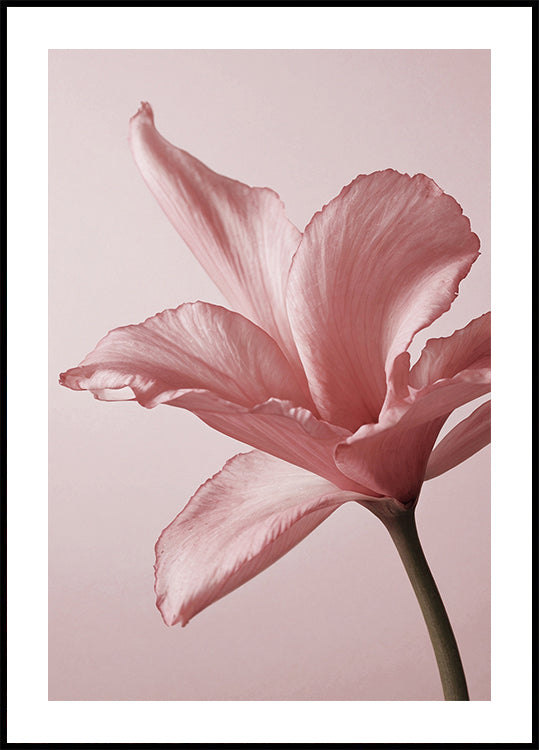 Tender Pink Lily Plakat - Posterbox.dk