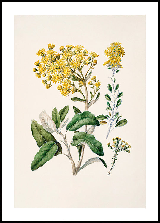 Botanická ilustrace zobrazující různé žluté květy a zelené listy na světlém pozadí.