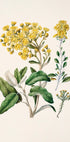 Obrázek je botanická ilustrace s různými žlutými květy a zelenými listy.