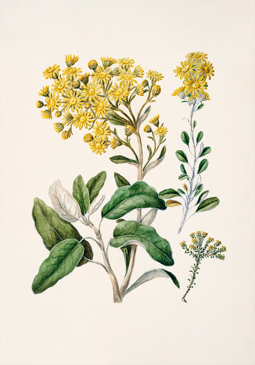 Obrázek je botanická ilustrace s různými žlutými květy a zelenými listy.