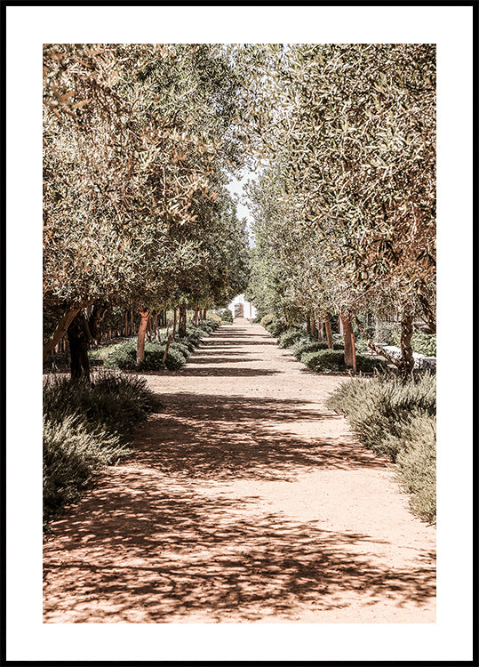 A Serene Tree Lined Path with Sunlight Plakat - Posterbox