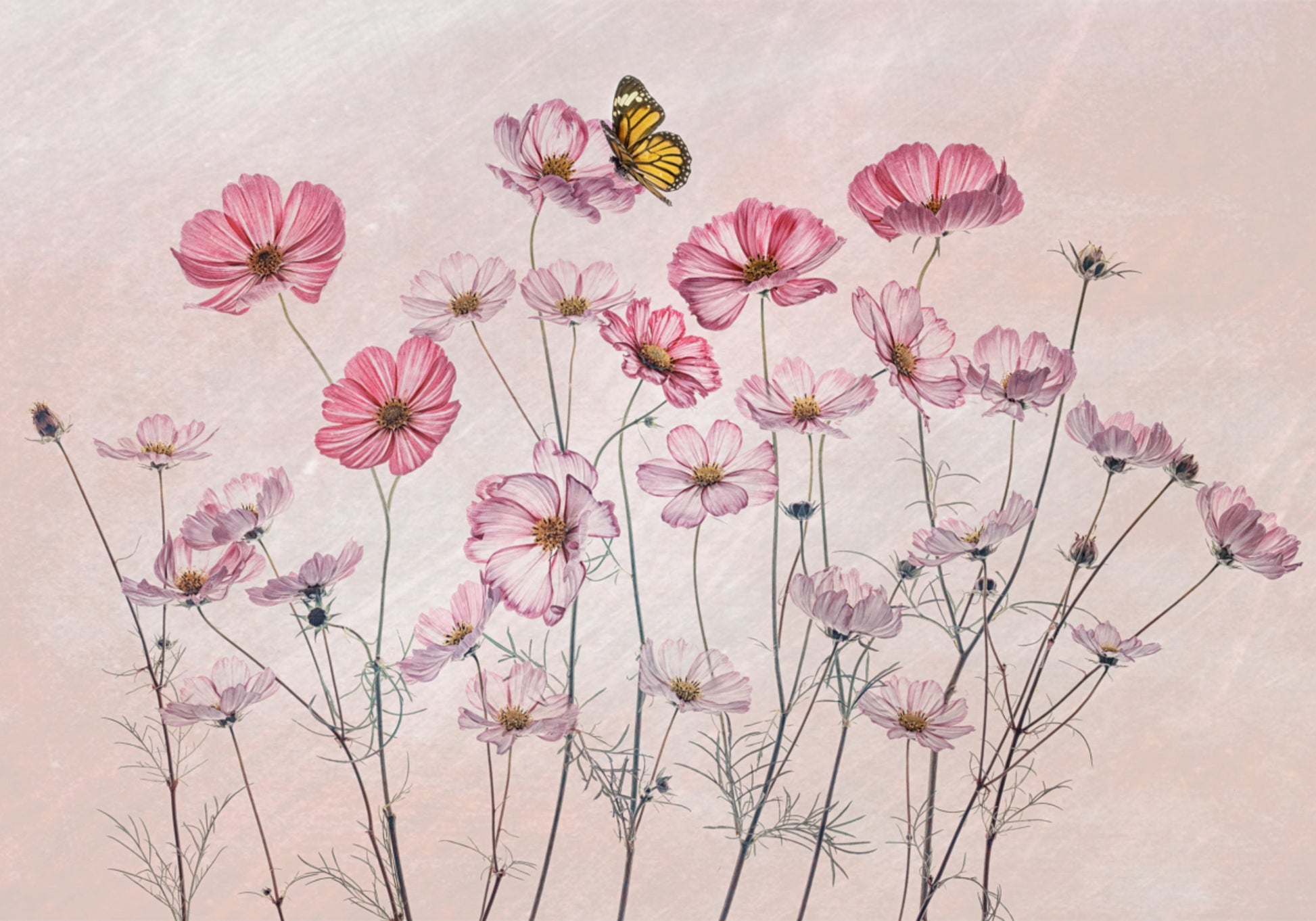 Růžový Cosmos Butterfly
