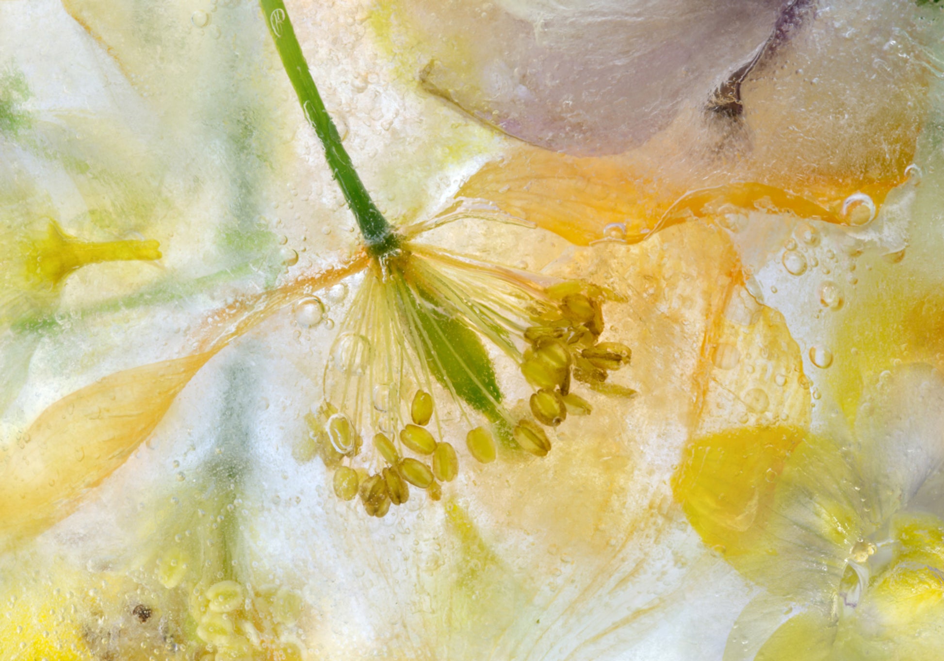 Poppy Ice