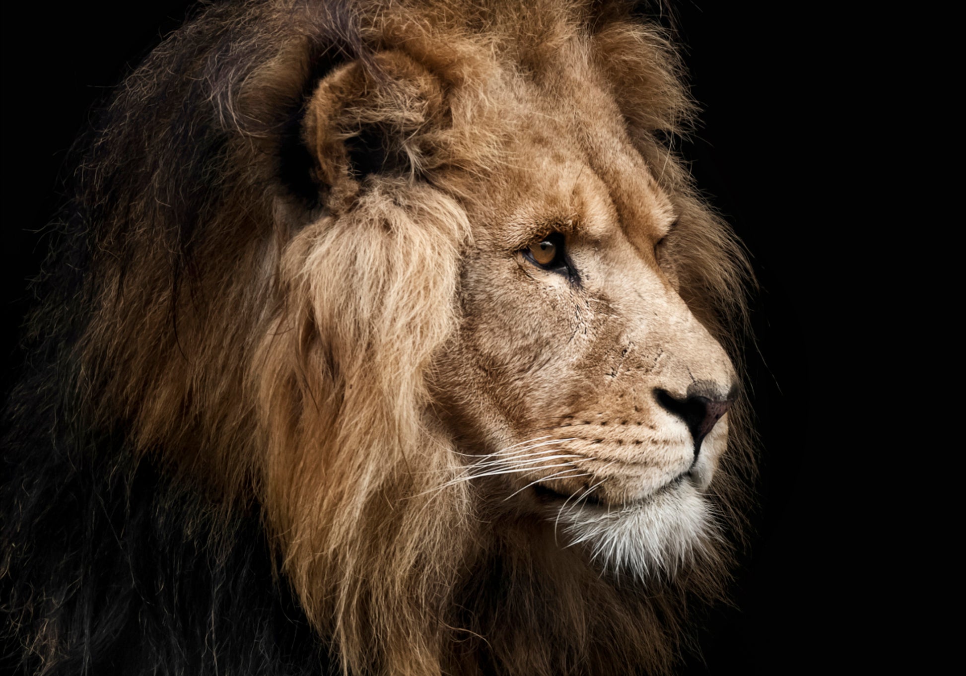 Majestátní profil lva
