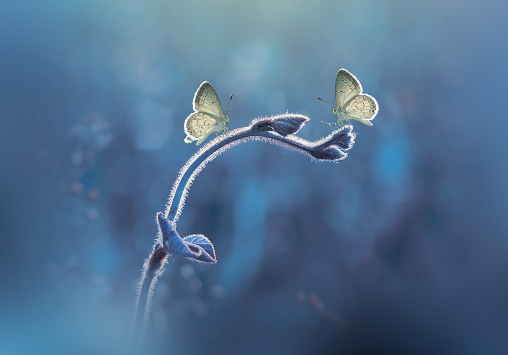 Delikátní Butterfly Duo