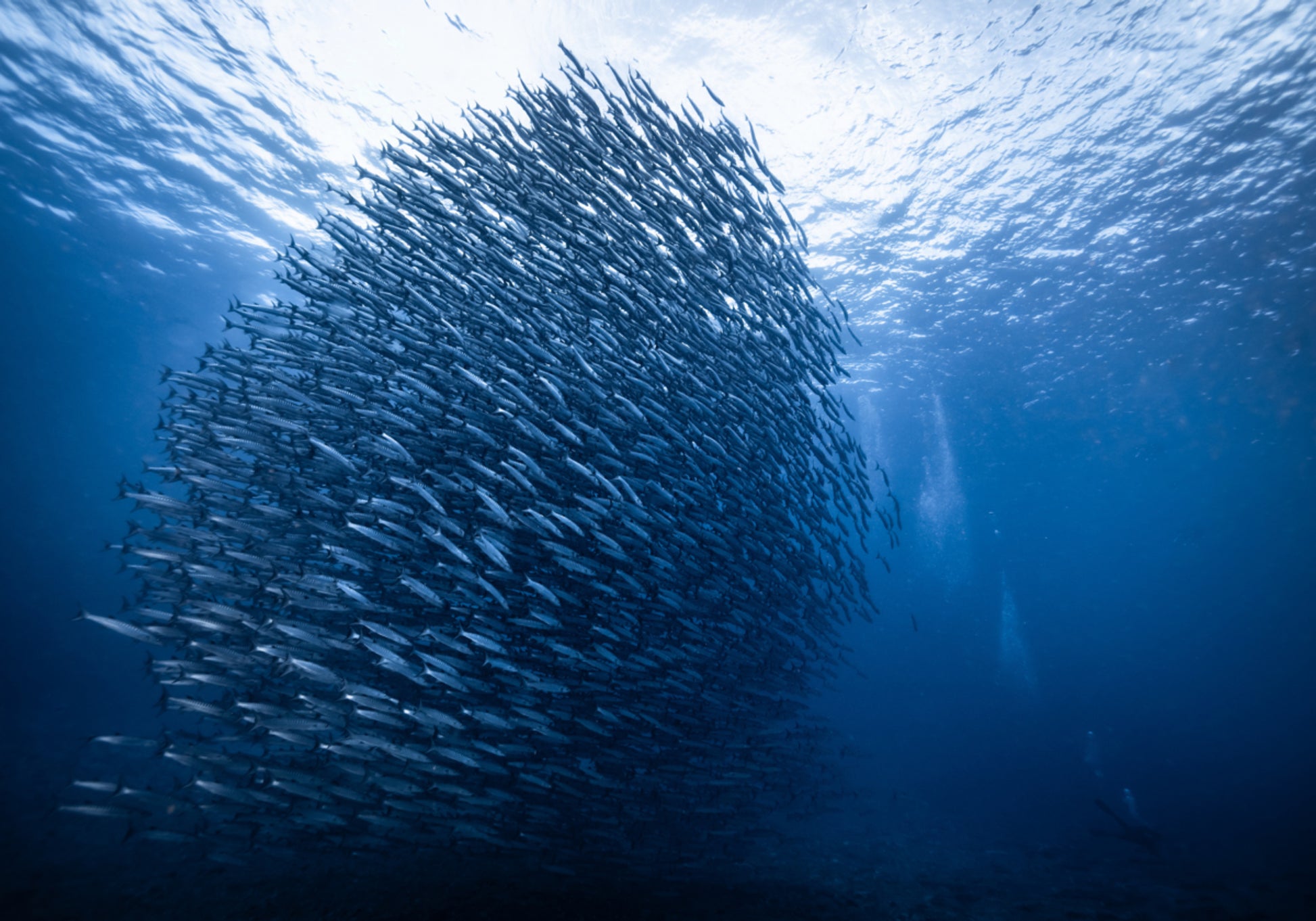 Škola Deep Blue Fish