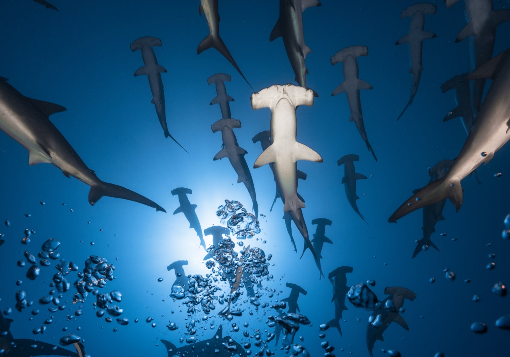 Hammerhead School pod vodou