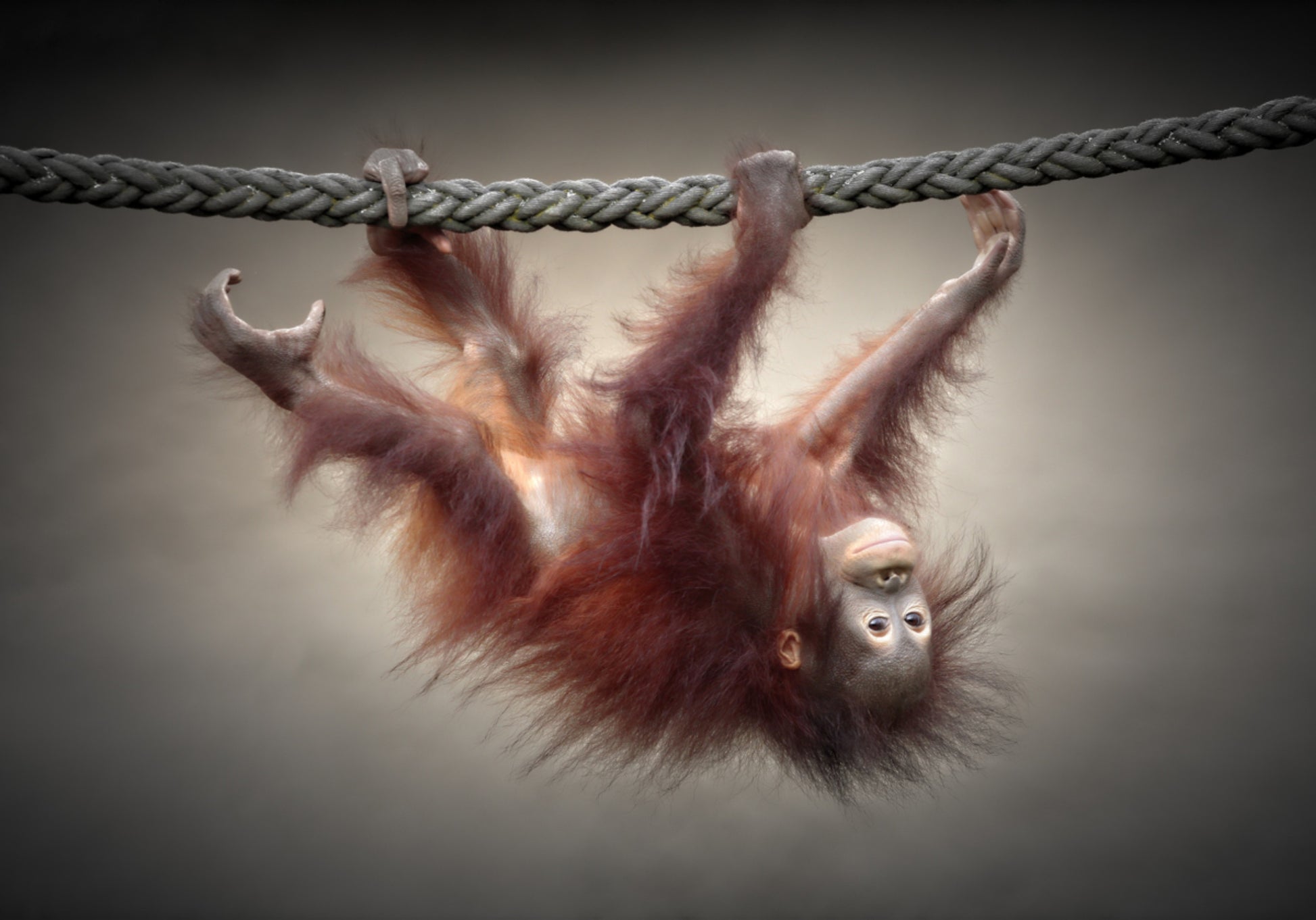 Hravé mládě orangutana