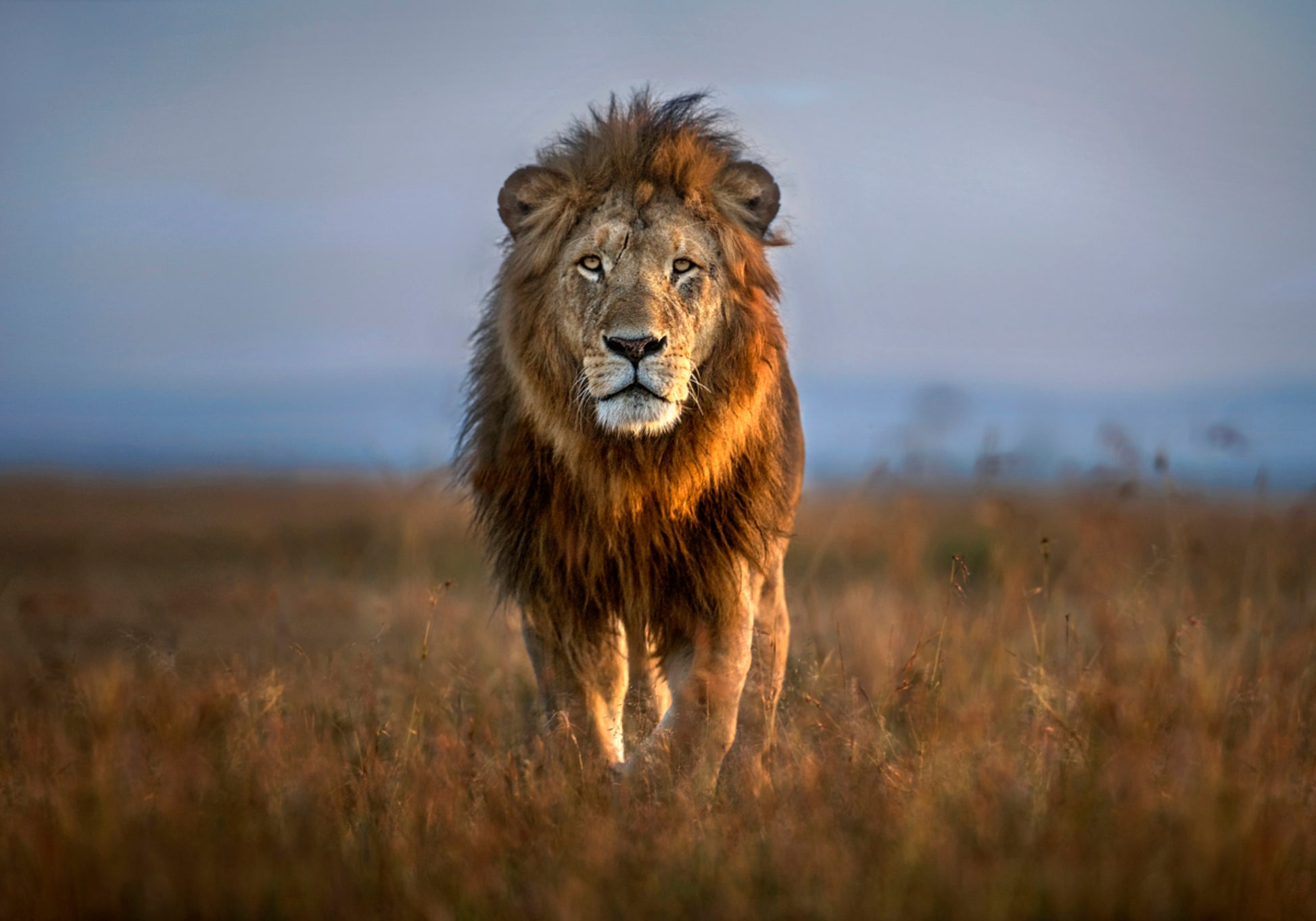 Majestátní africký lev