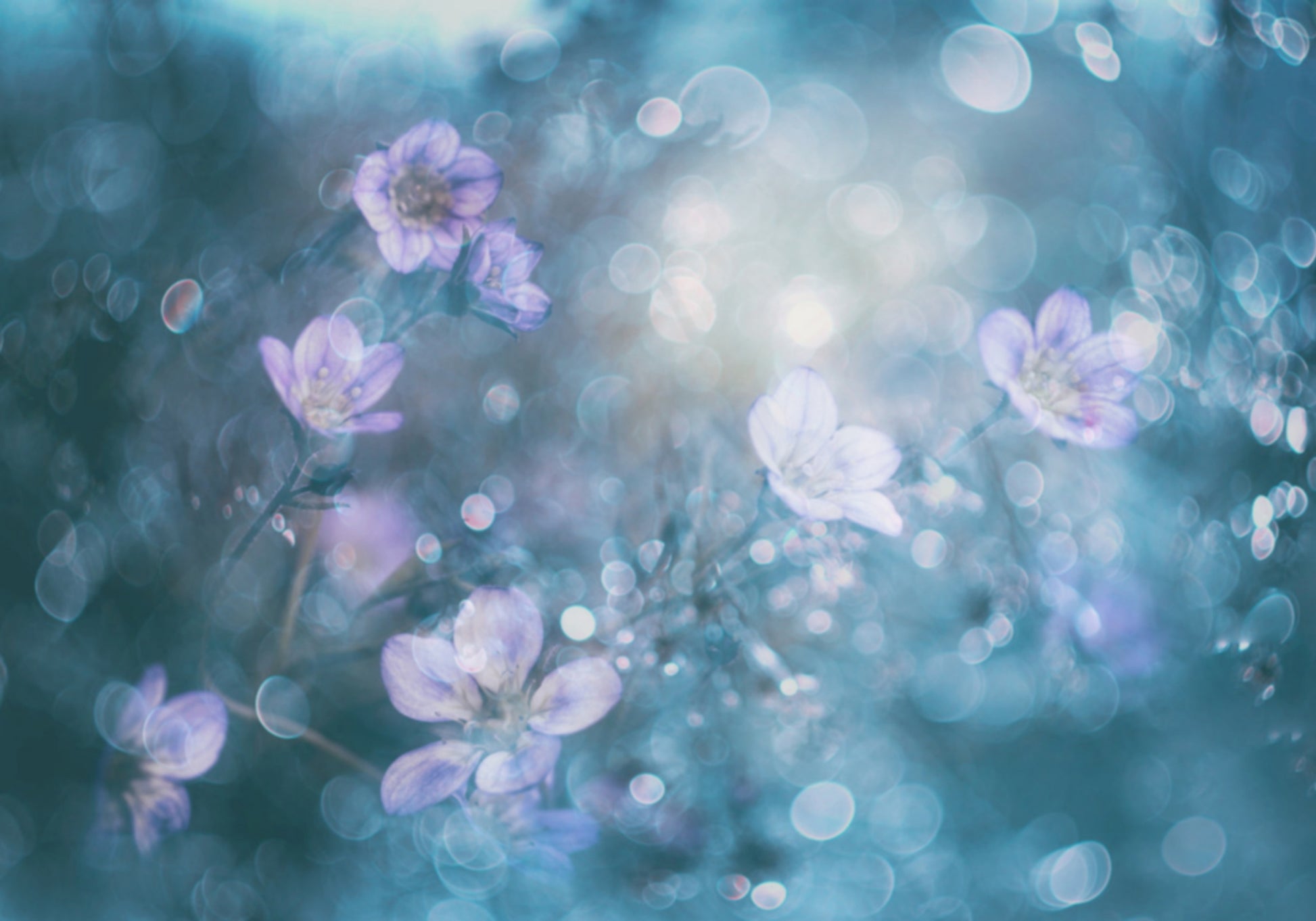 Snové Bokeh Květiny