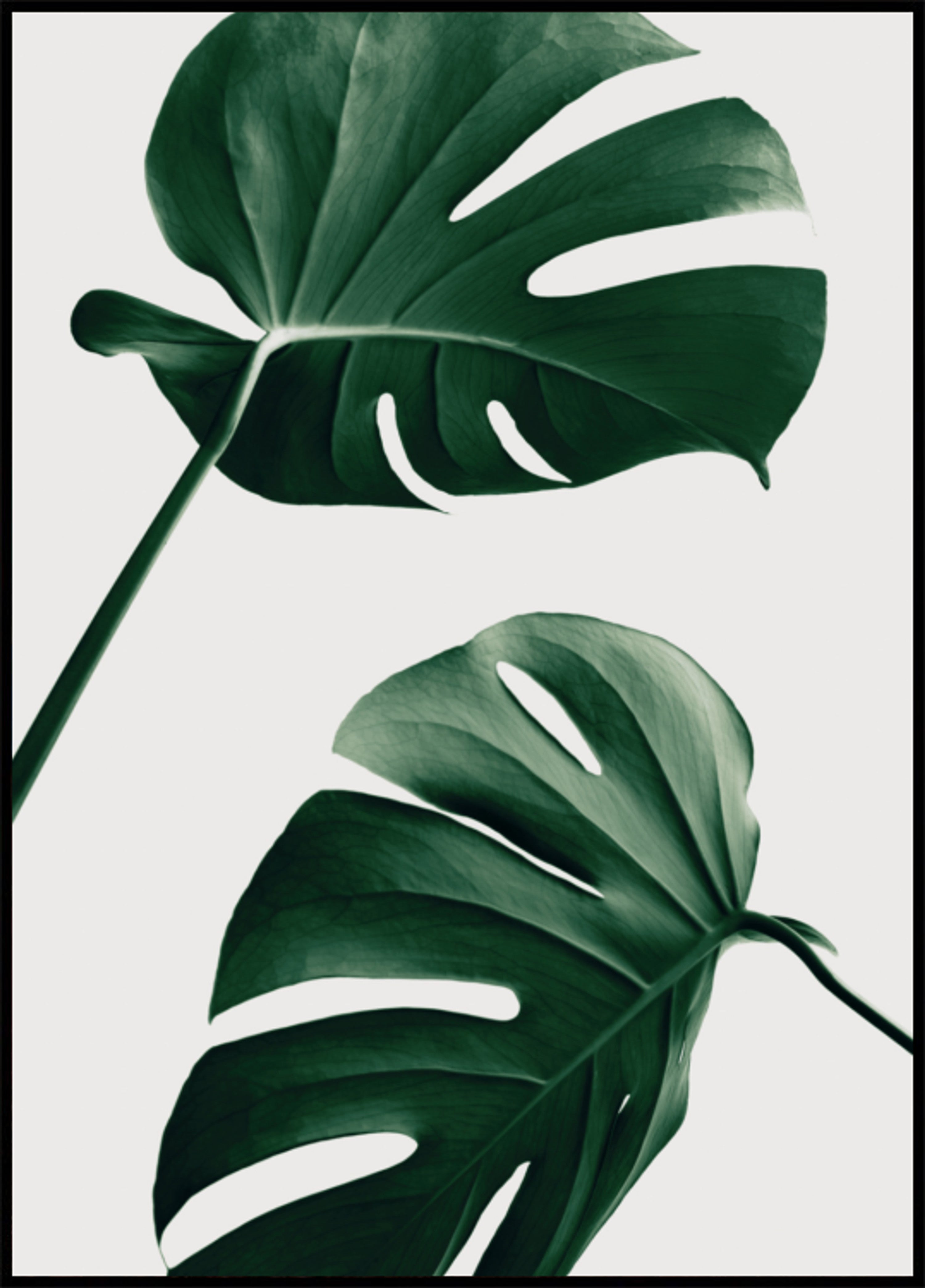 Tropické Monstera Listy
