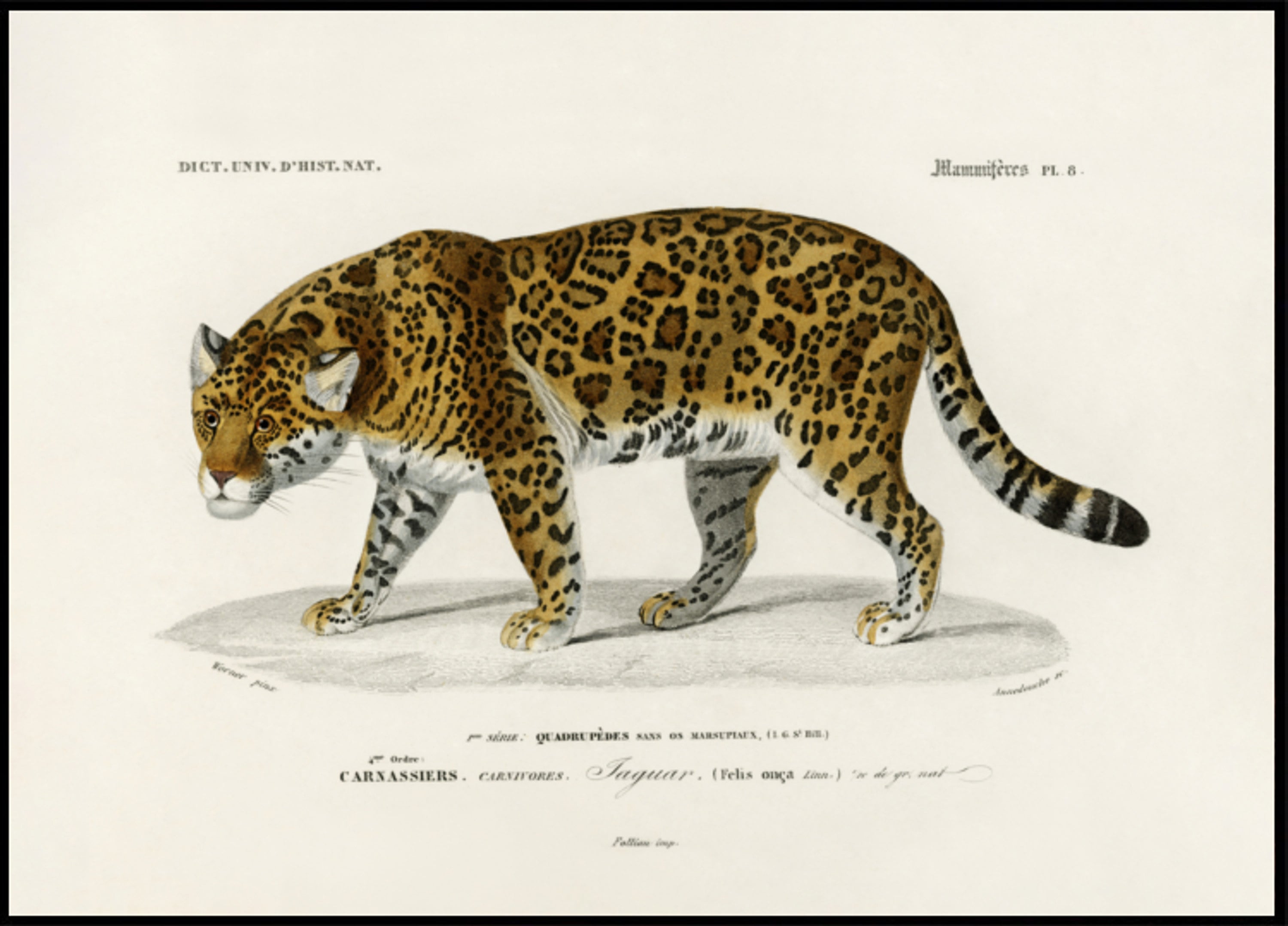 Jaguár (Panthera Onca)
