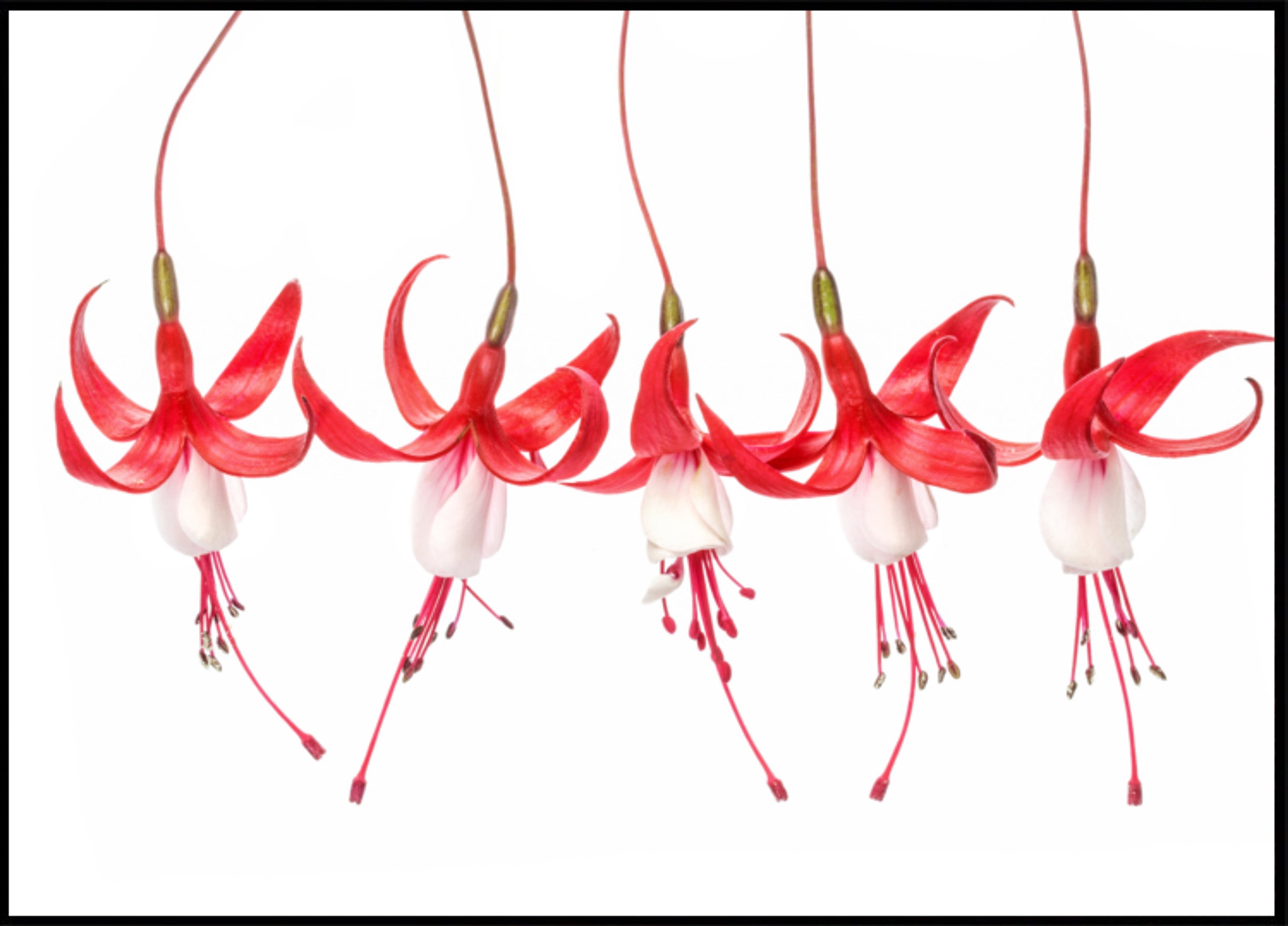 Fuchsie