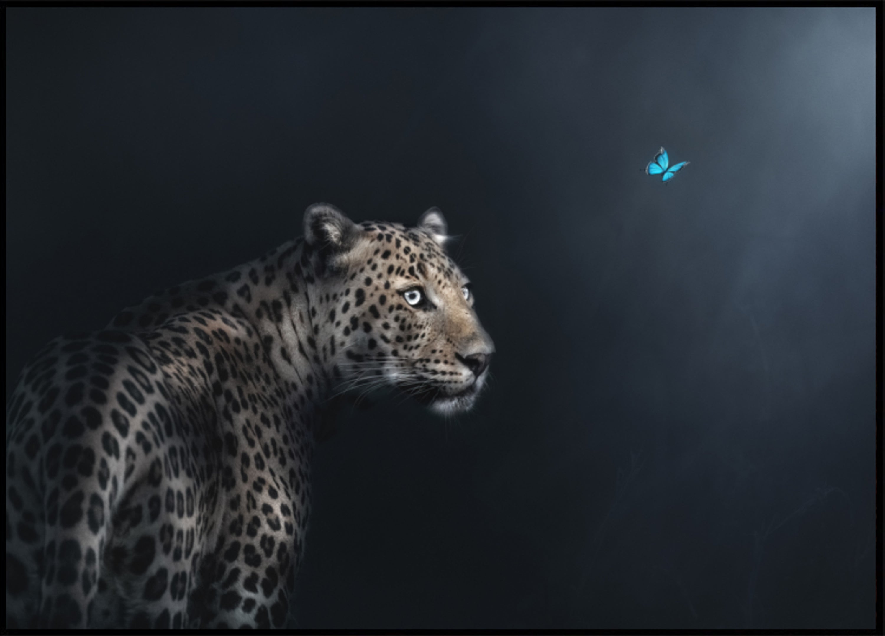Gáza leopardího motýla