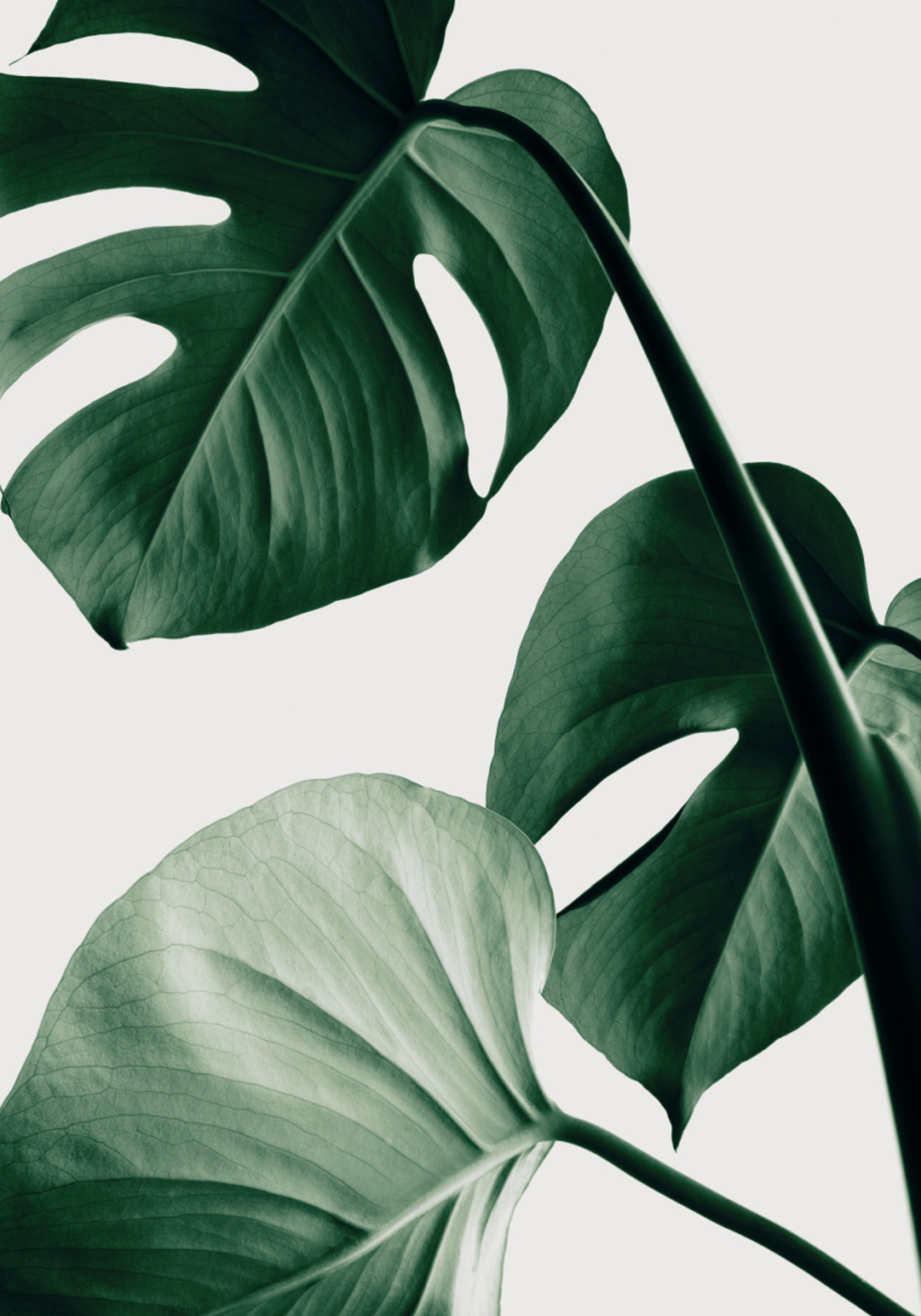 Svěží listy Monstera
