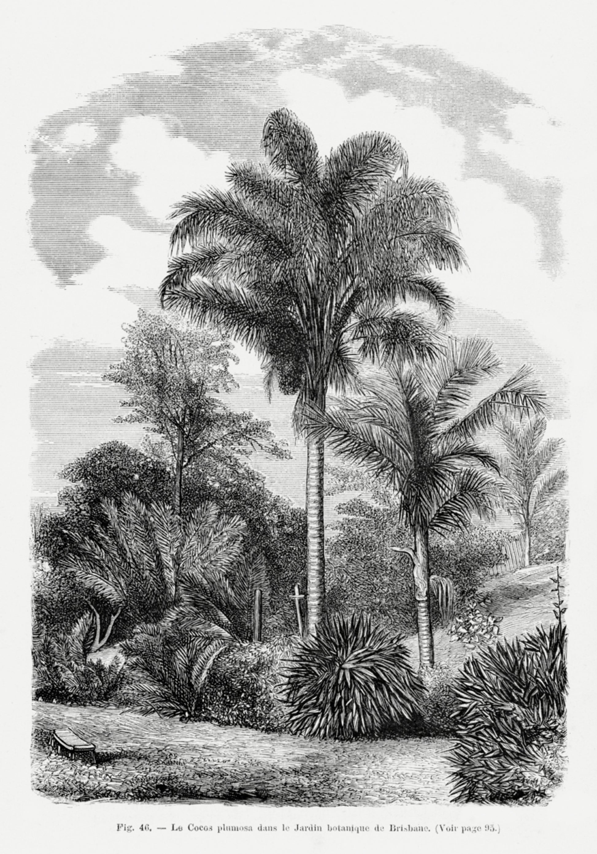Vintage Palm Tree Kresba Vi