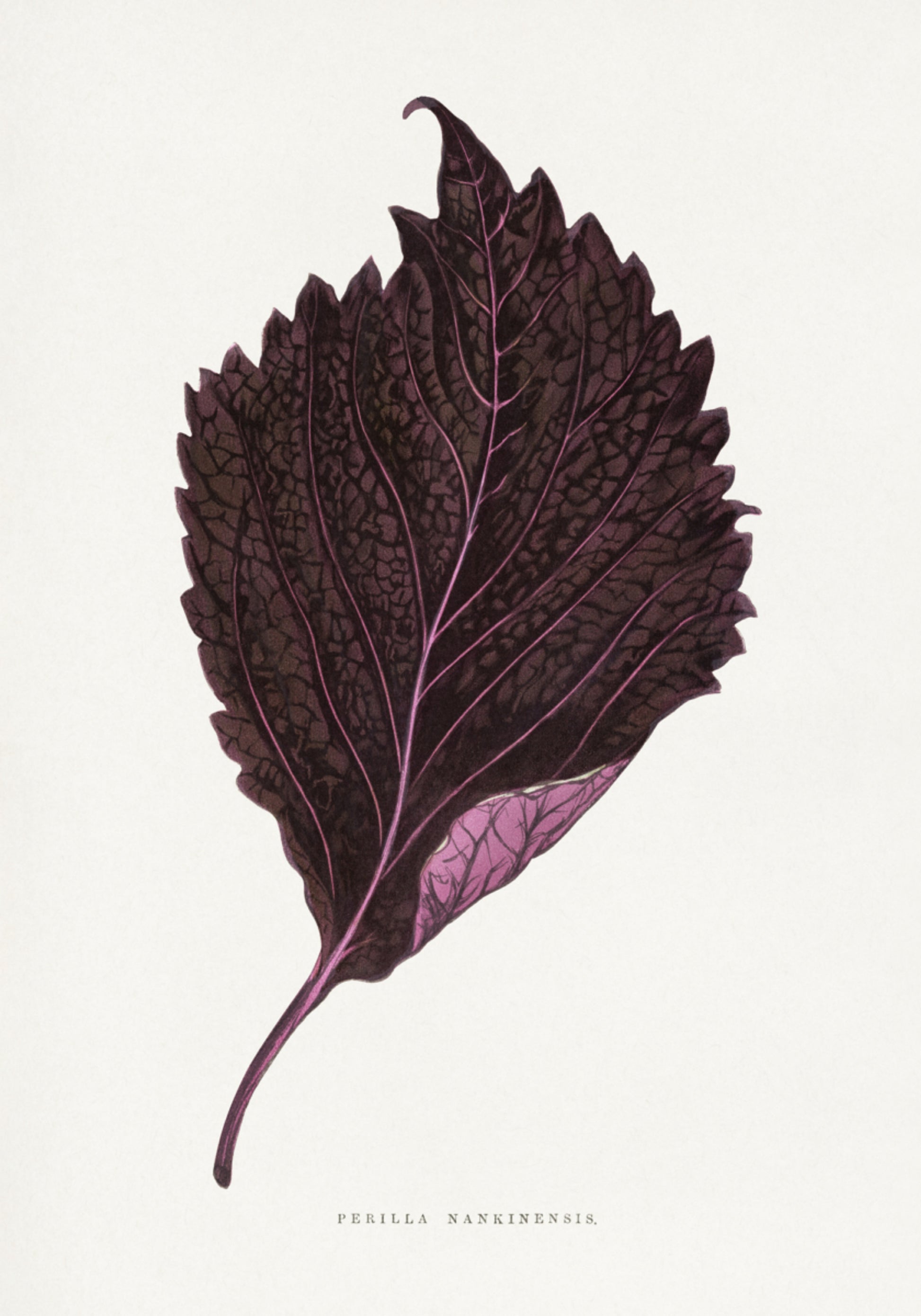 Pink Perilla Nankinensis Leaf Ilustrace
