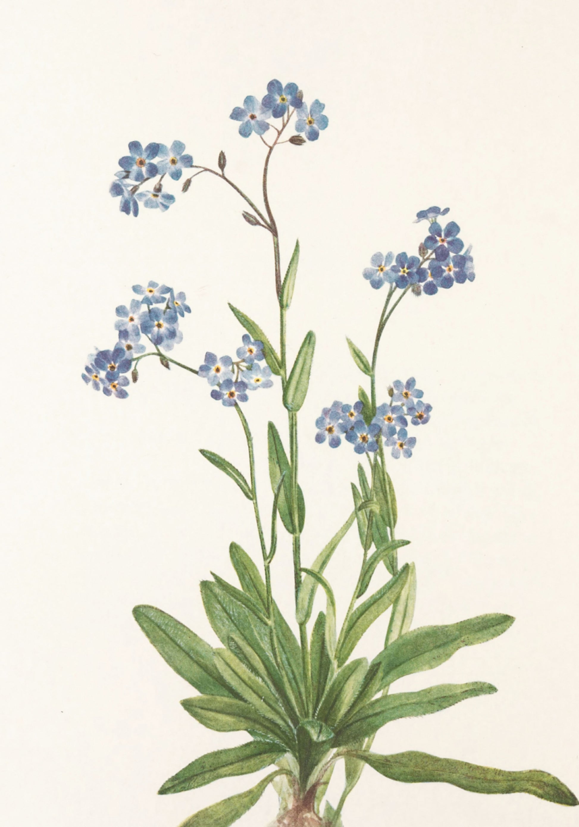 Alpine Forget Me Not From North American Wildflowers (1925) Mary Vaux Walcott