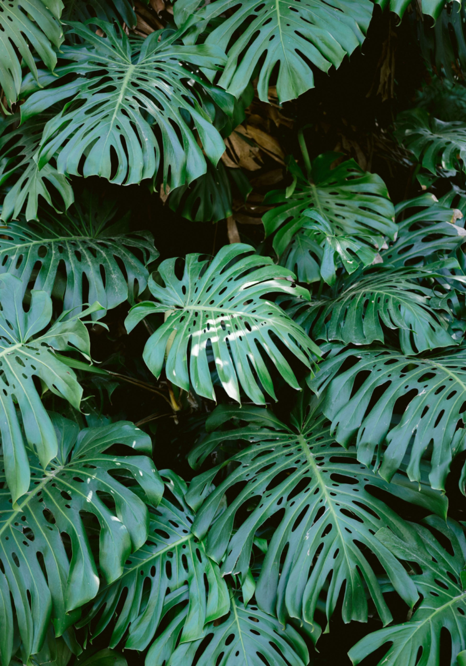 Monstera zeď v Lisabonu