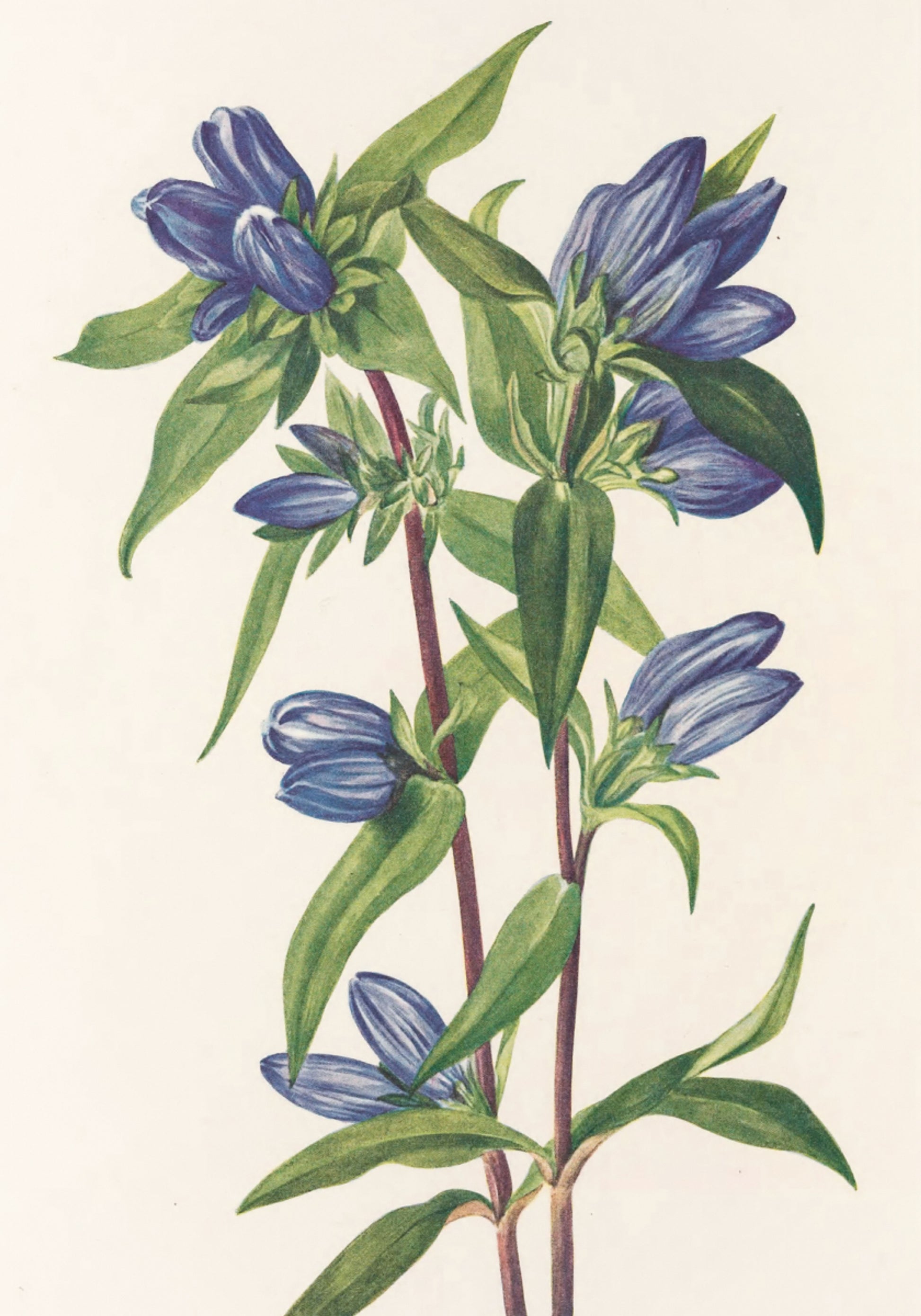 Láhev Hořec od severoamerických divokých květin (1925) Mary Vaux Walcott