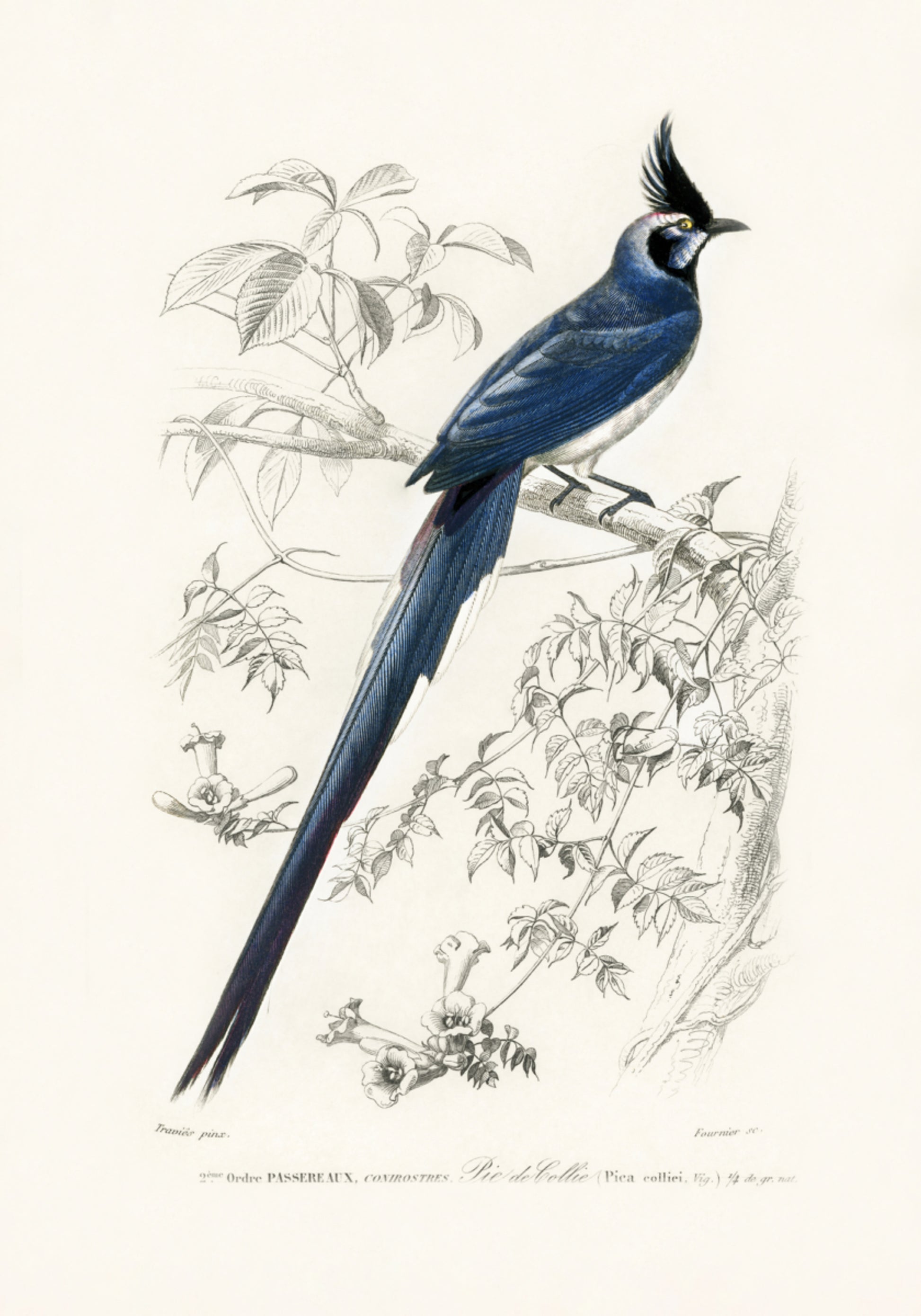 Black Throated Straka Jay