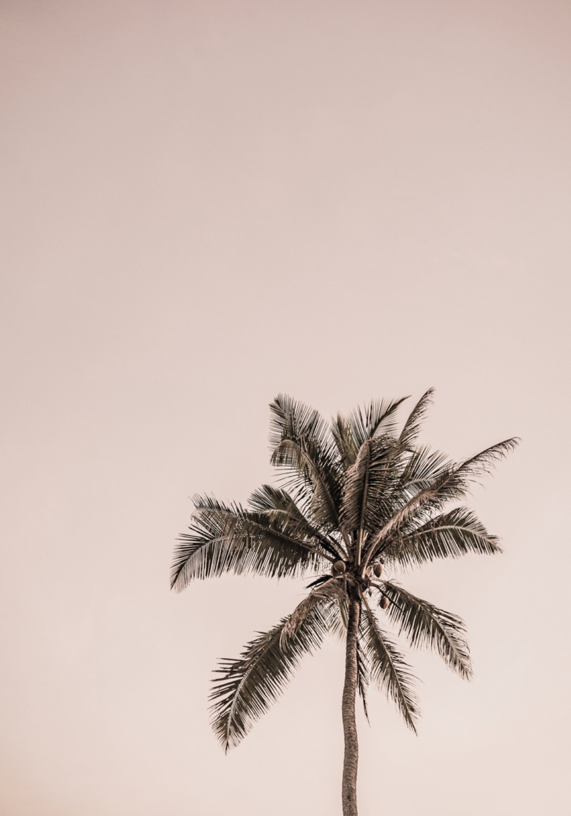 Růžová Palm Serenity