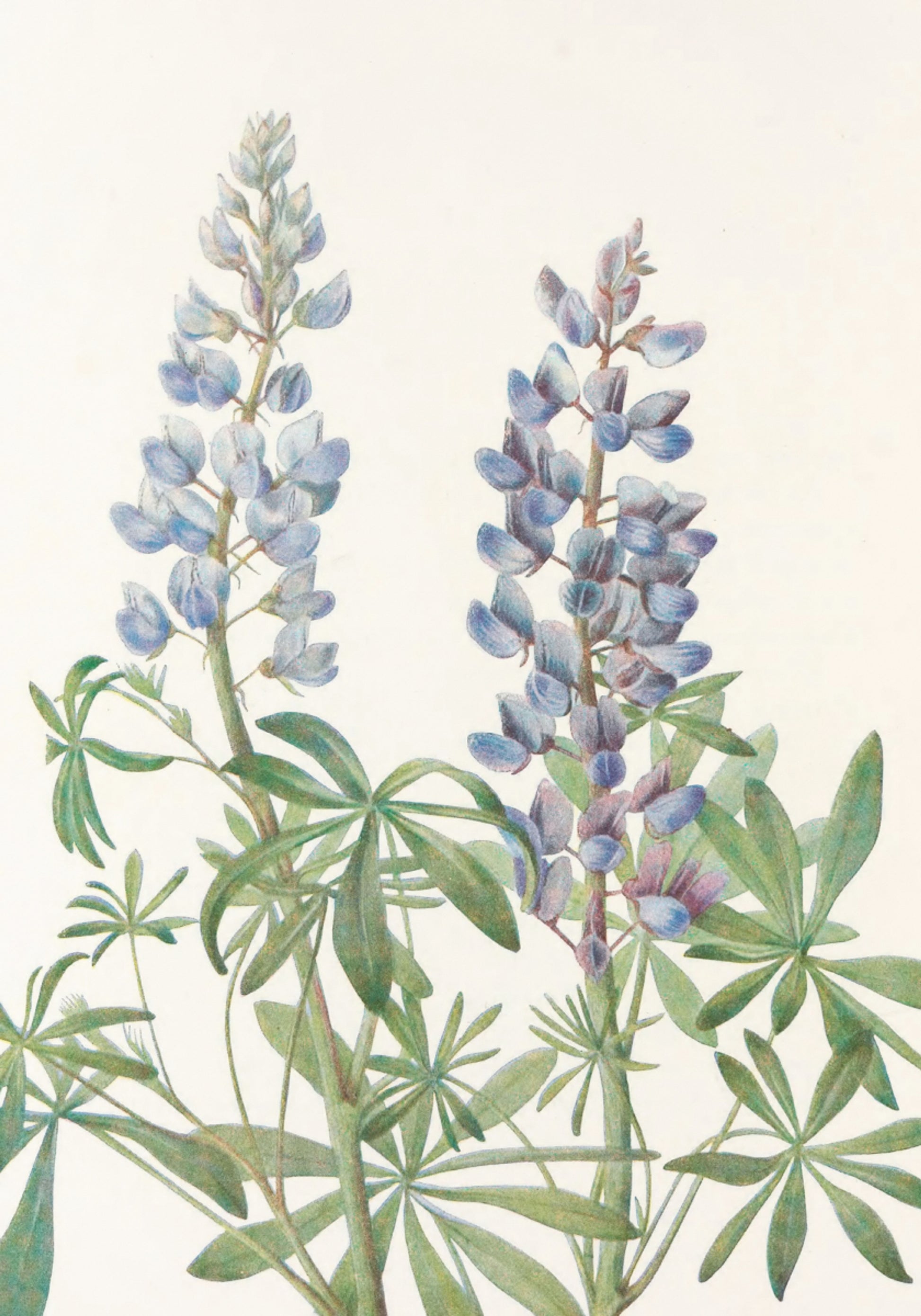 Sluneční hodiny Lupin ze severoamerických divokých květin (1925) Mary Vaux Walcott