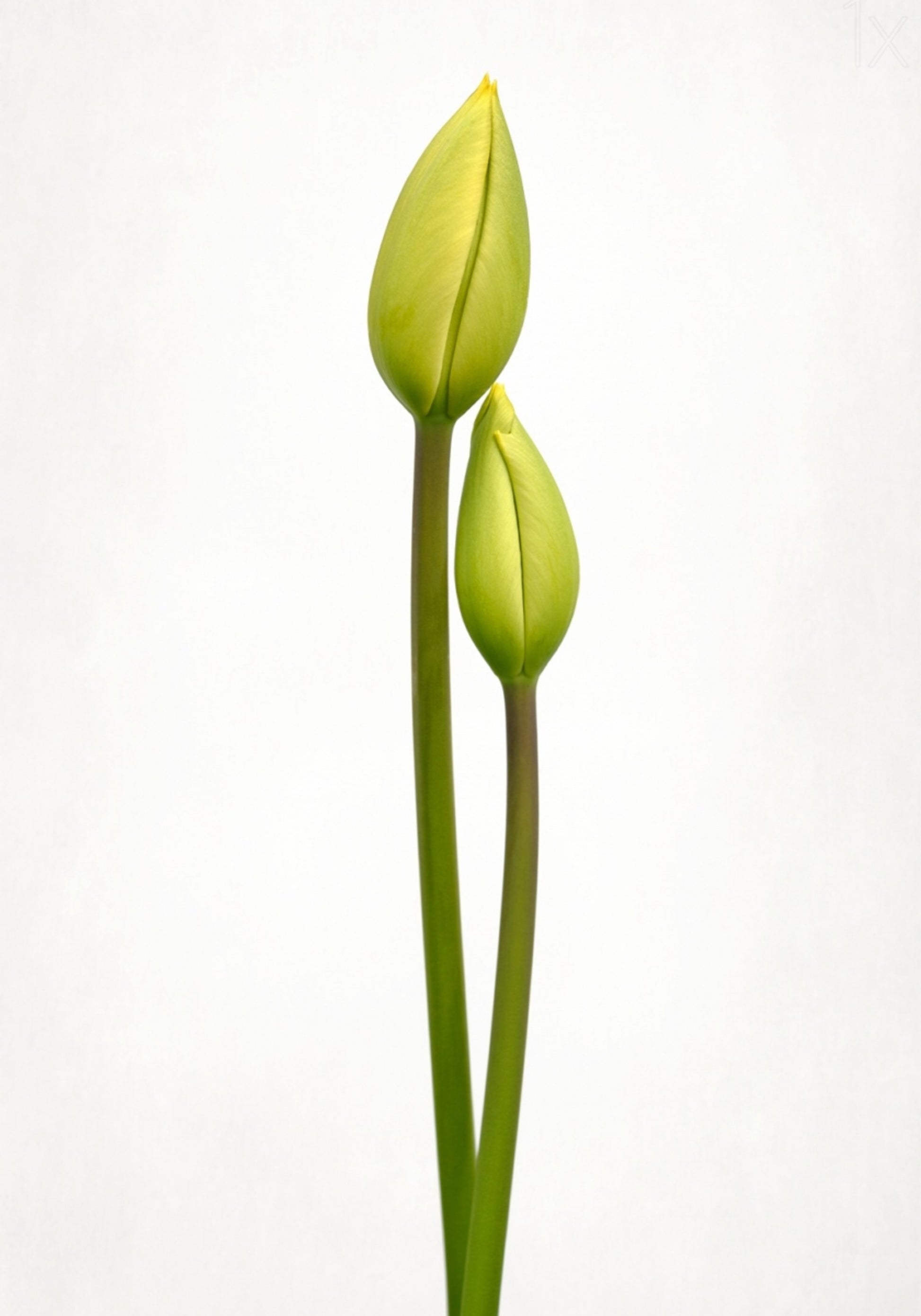Poupata zelených tulipánů