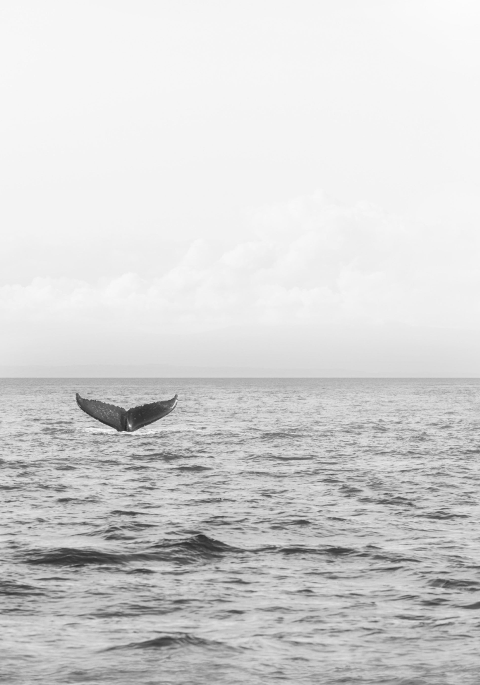 Ocas oceánské velryby