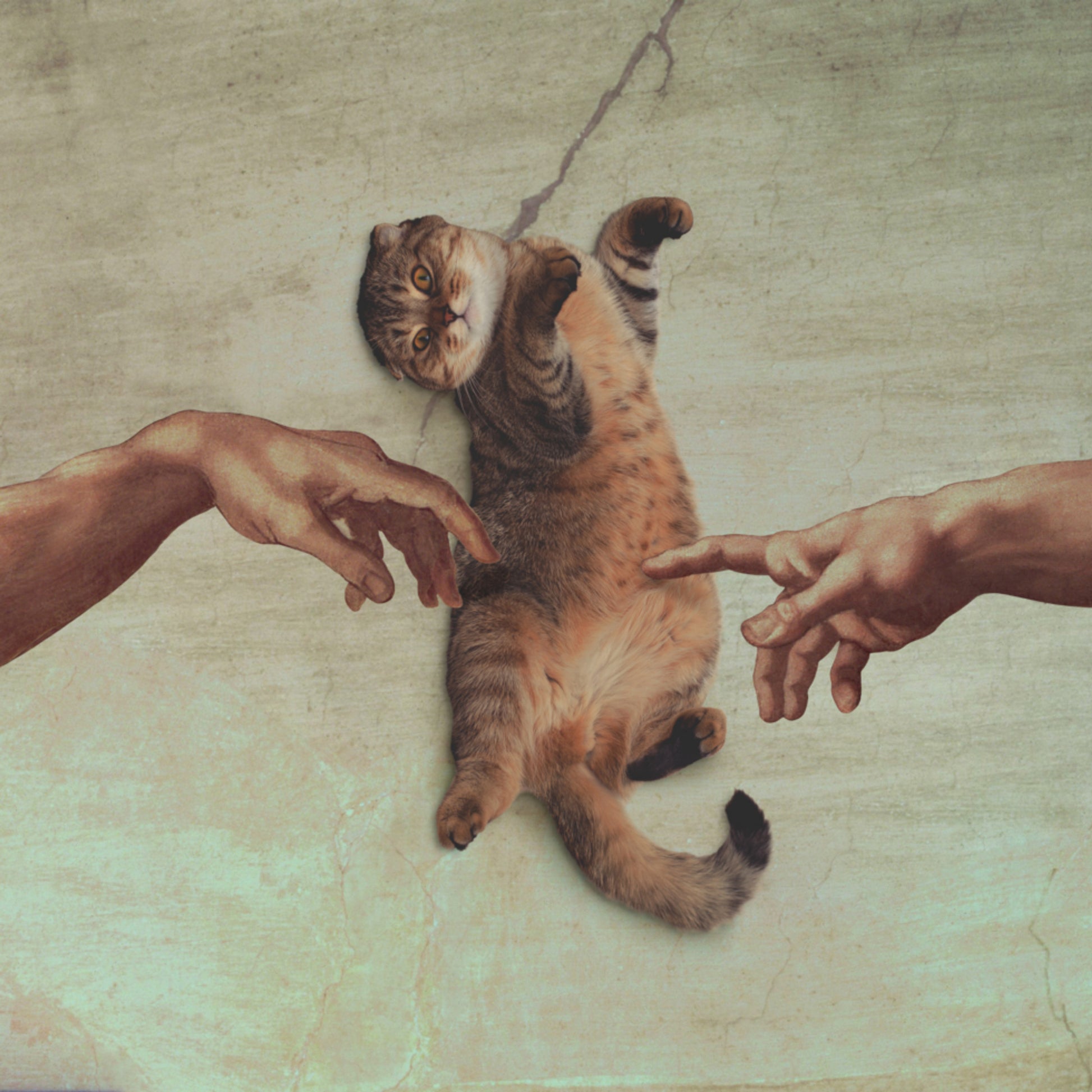 Stvoření Cat