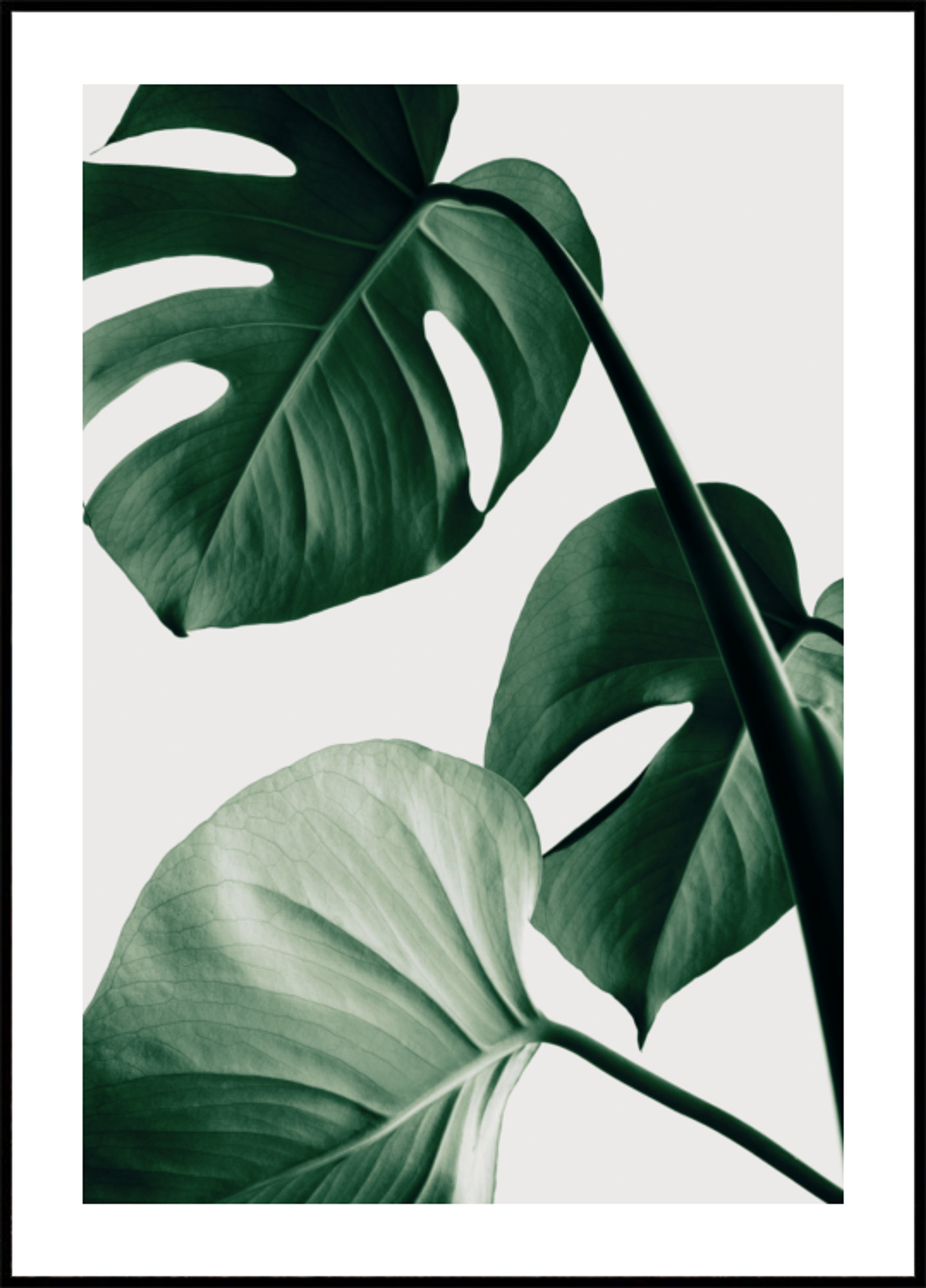 Svěží listy Monstera