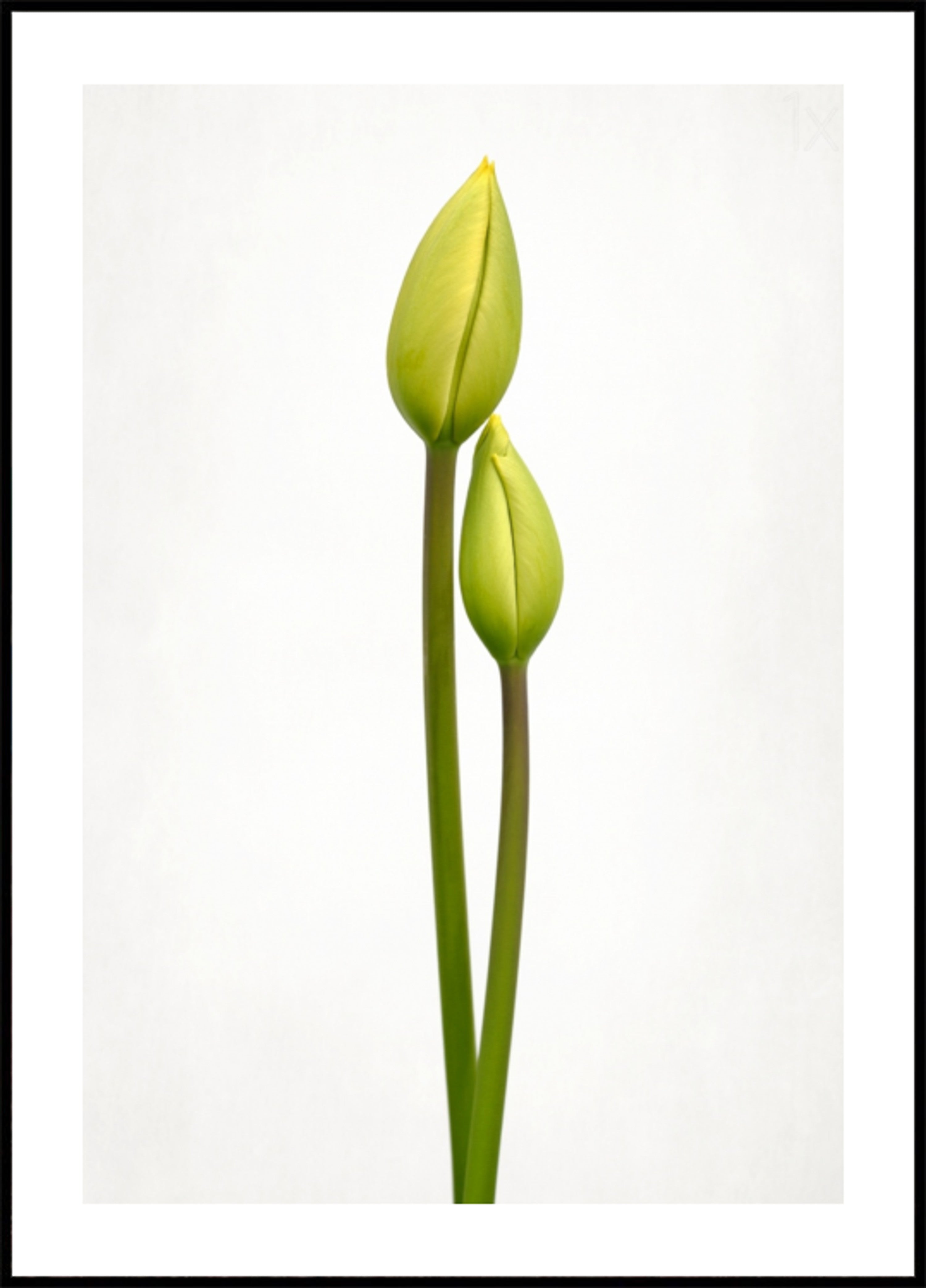 Poupata zelených tulipánů