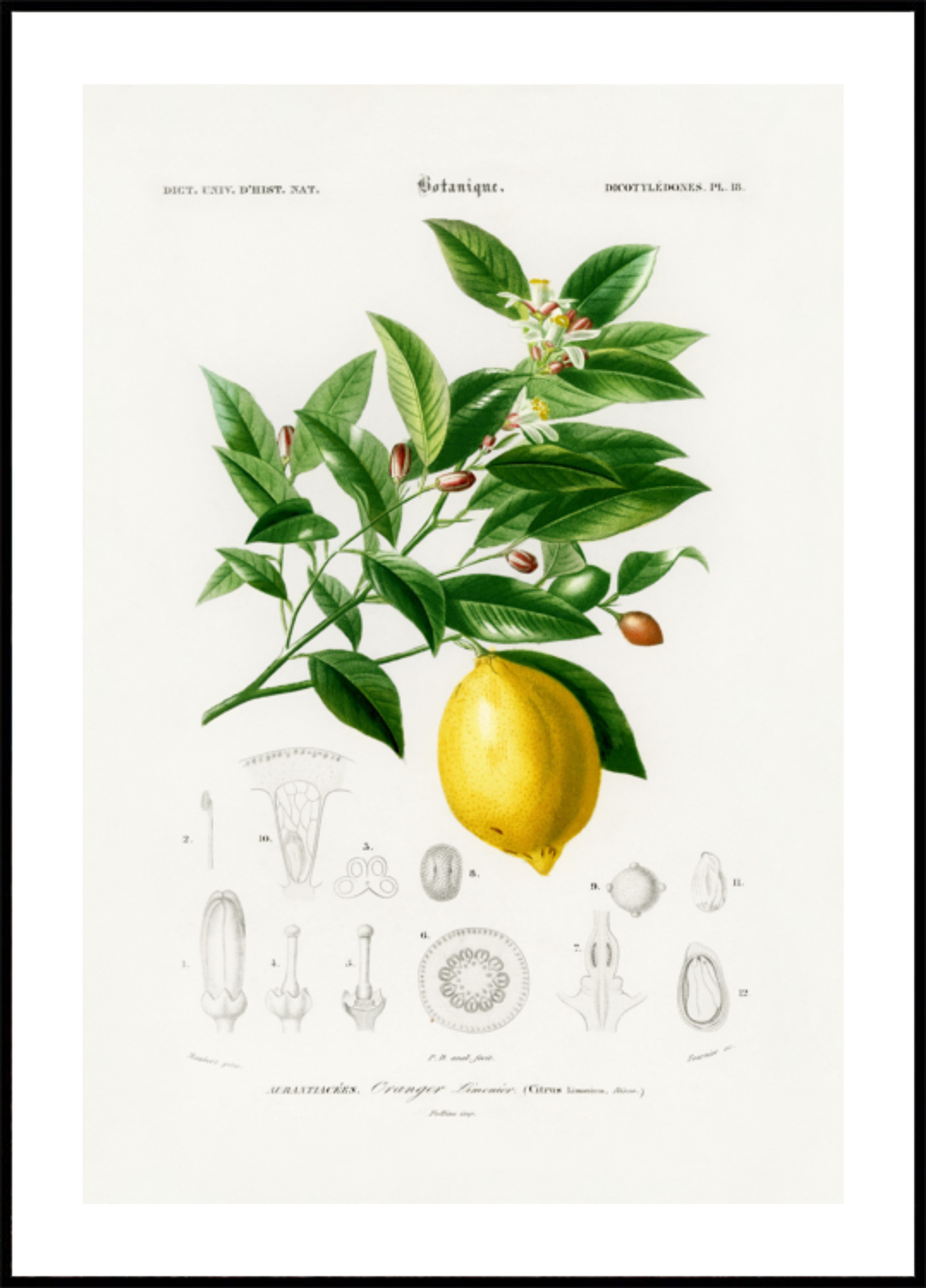 Citron (citrus Limonium)