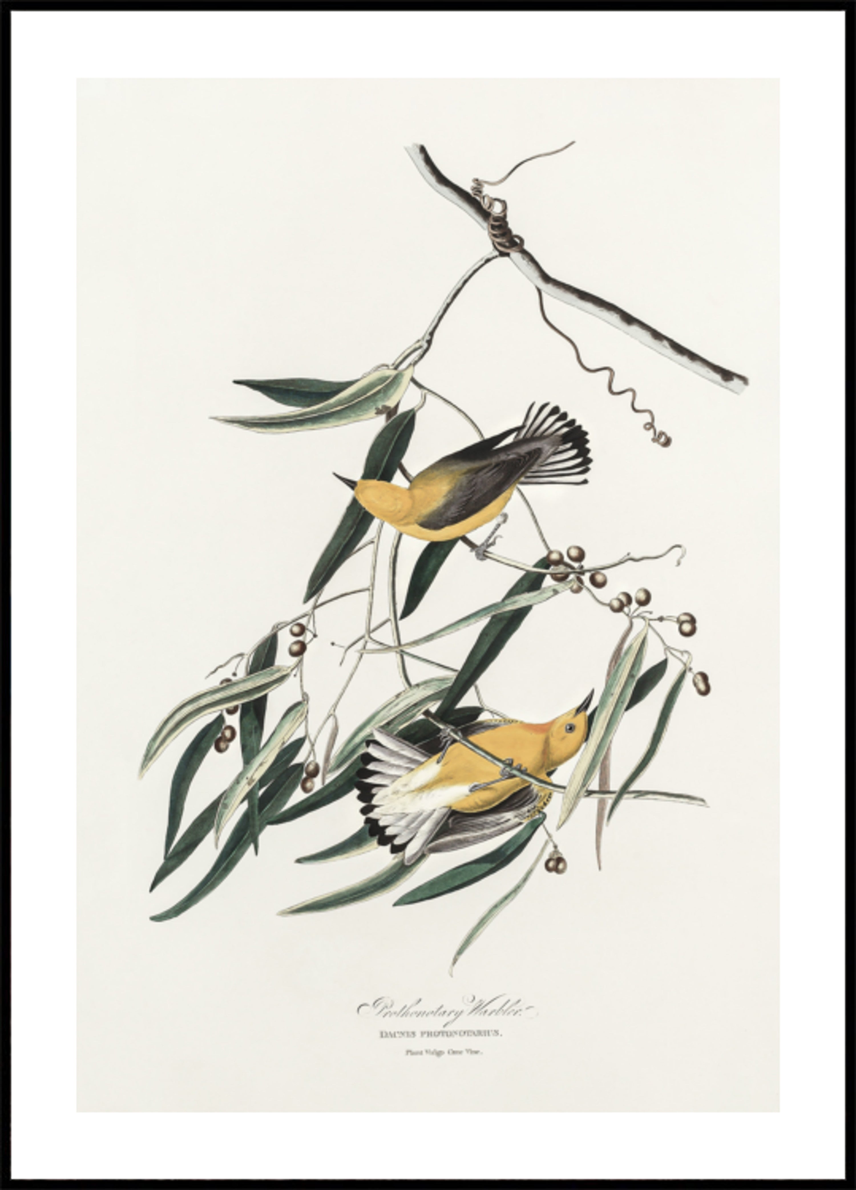 Protonotary Warbler From Birds of America (1827)