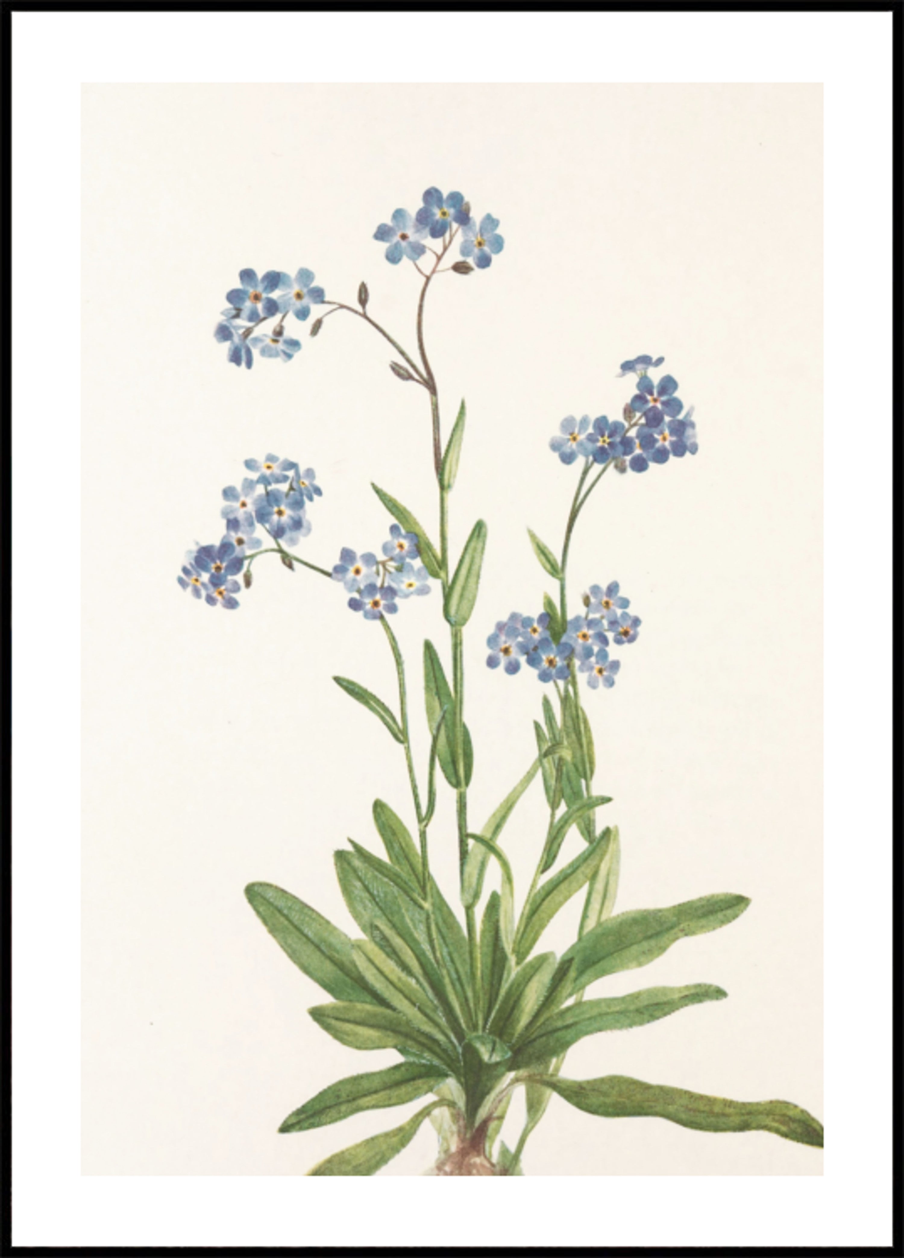 Alpine Forget Me Not From North American Wildflowers (1925) Mary Vaux Walcott