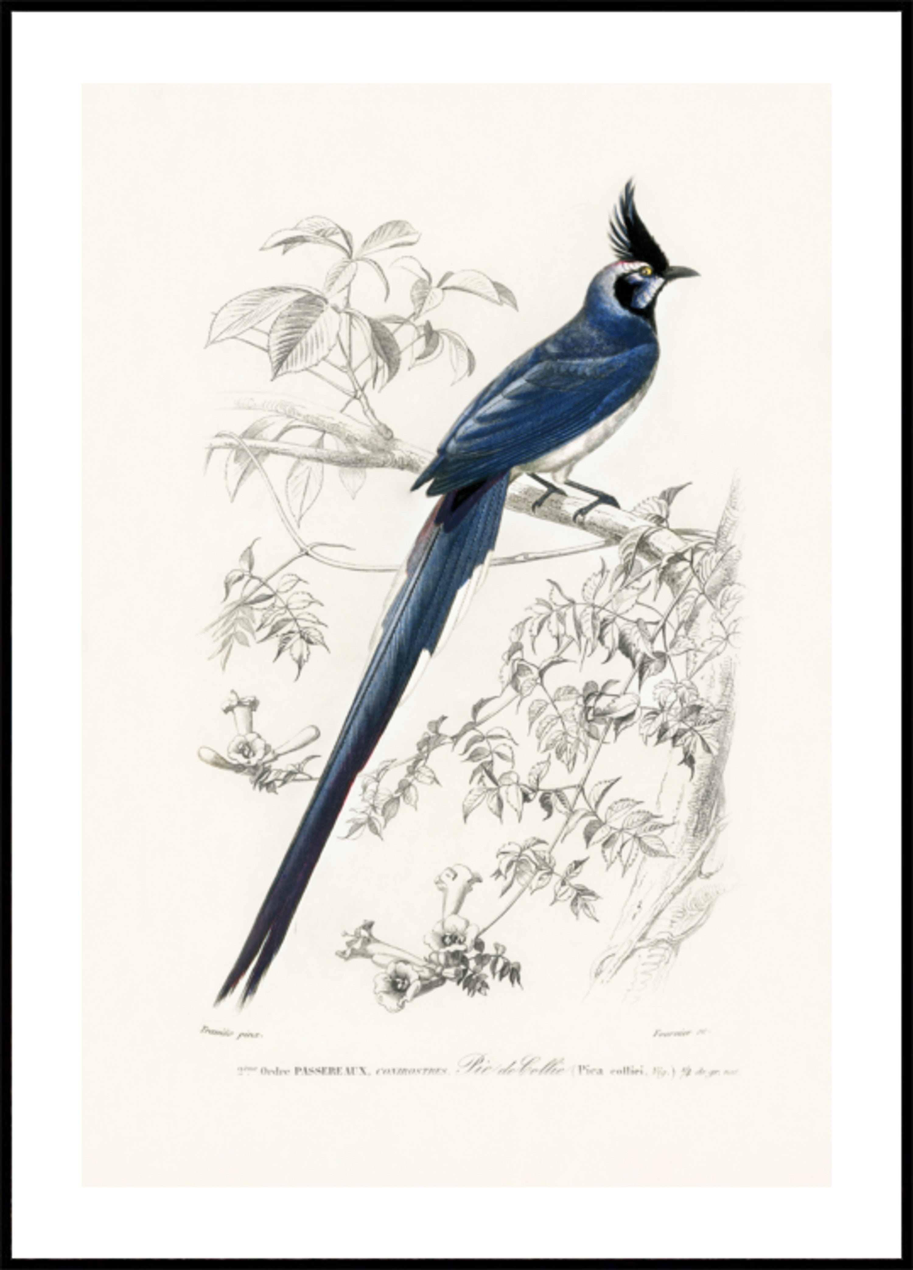 Black Throated Straka Jay