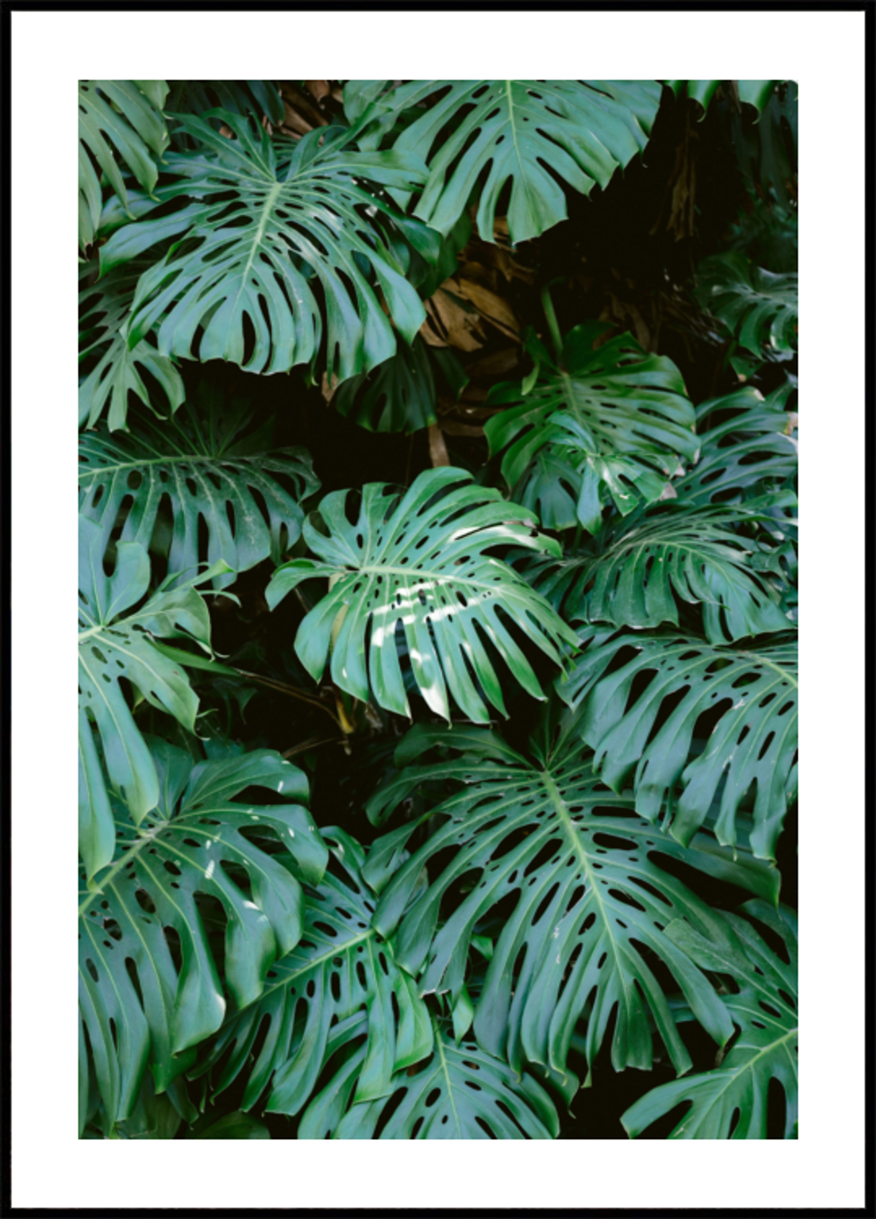 Monstera zeď v Lisabonu