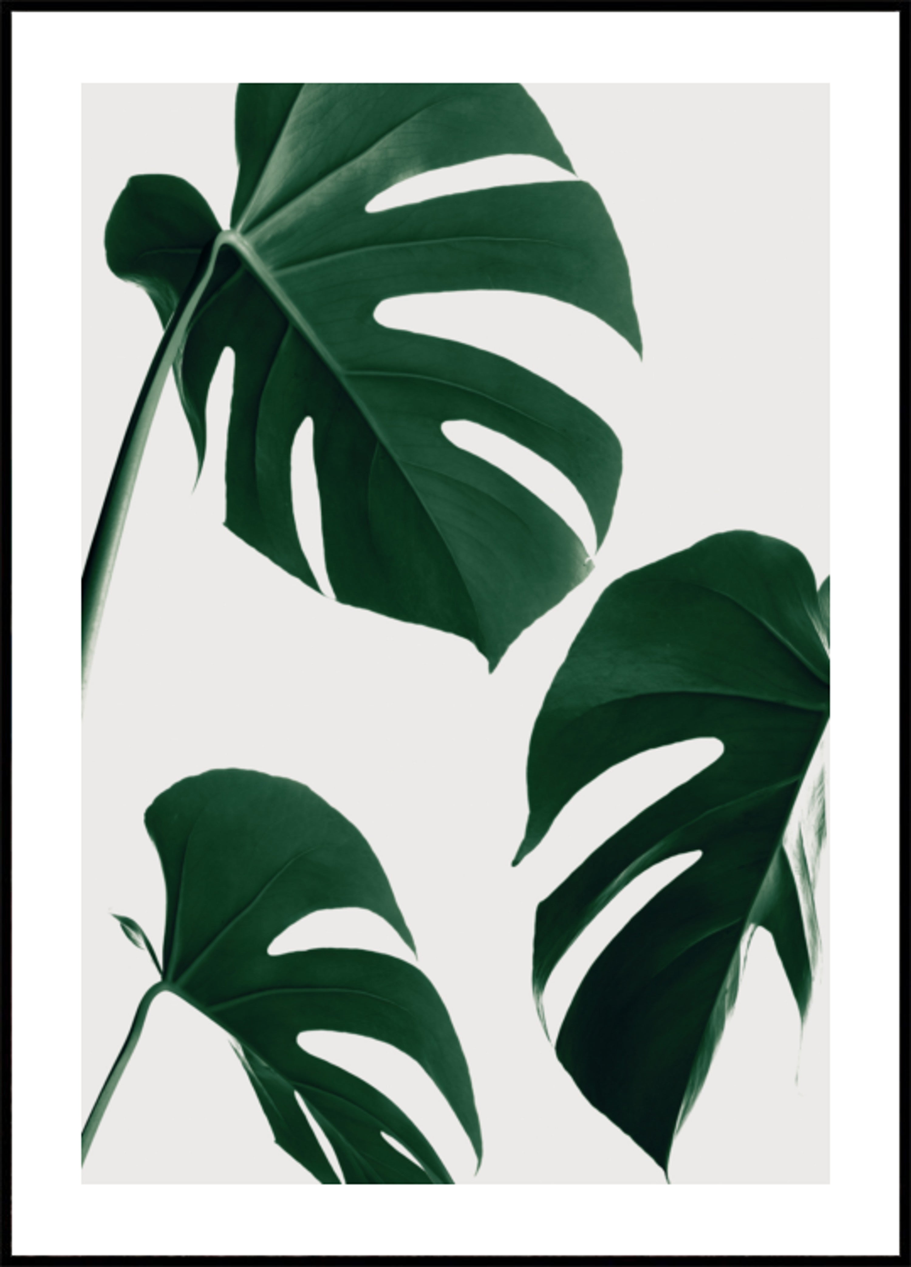 Čerstvé zelené listy Monstera