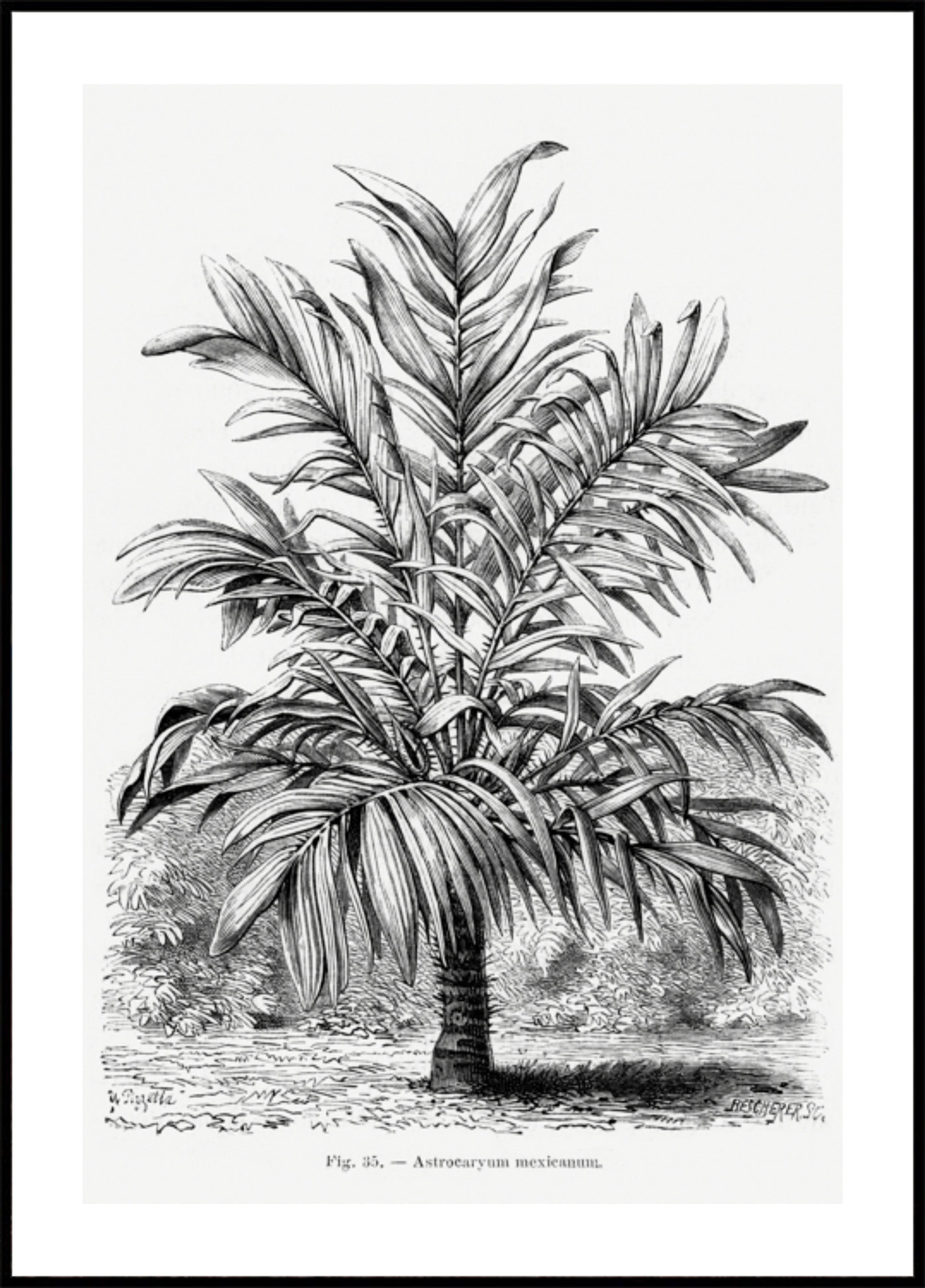 Vintage Palm Tree Kresba Ix