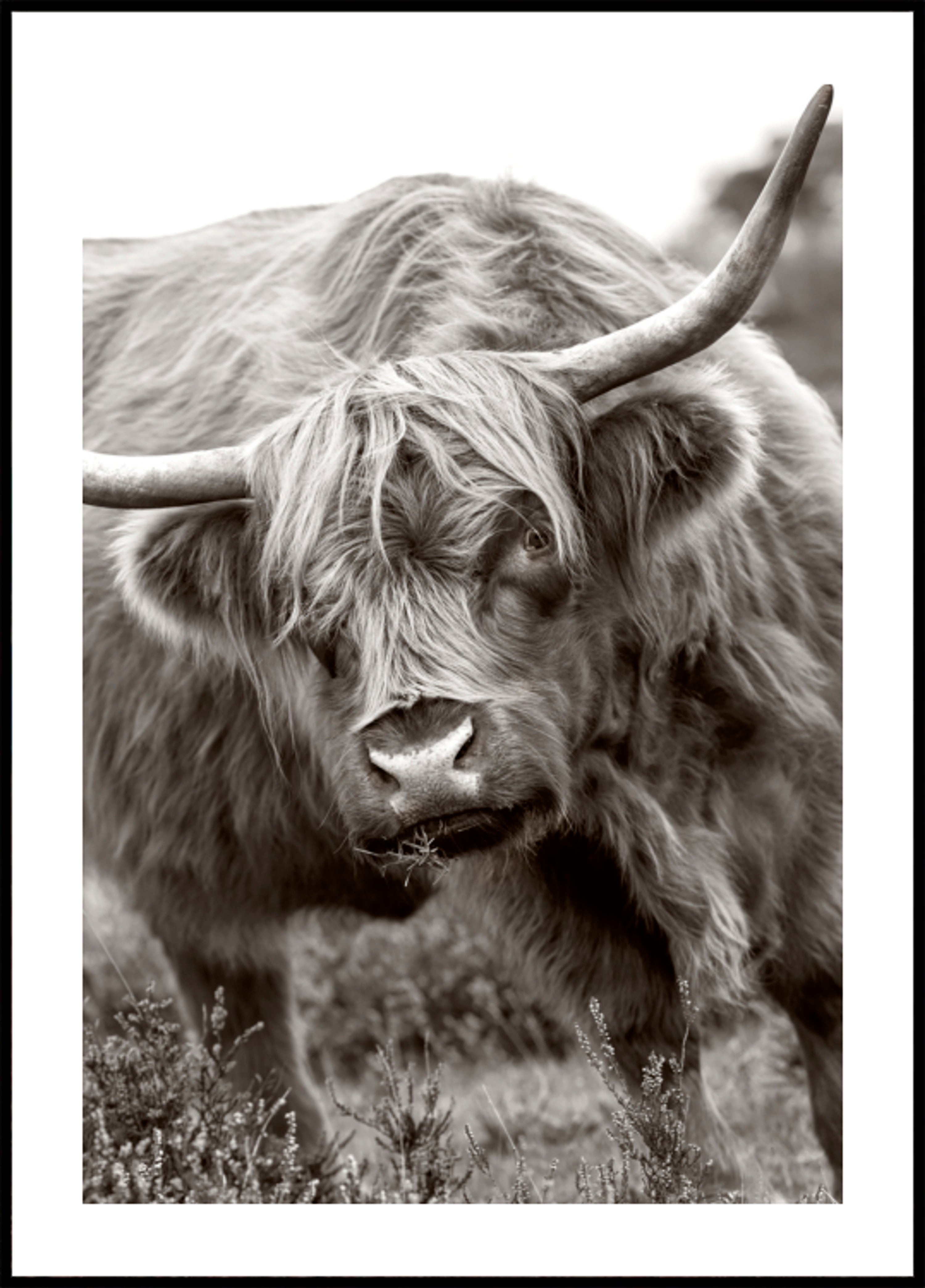 Majestátní Highland Cow