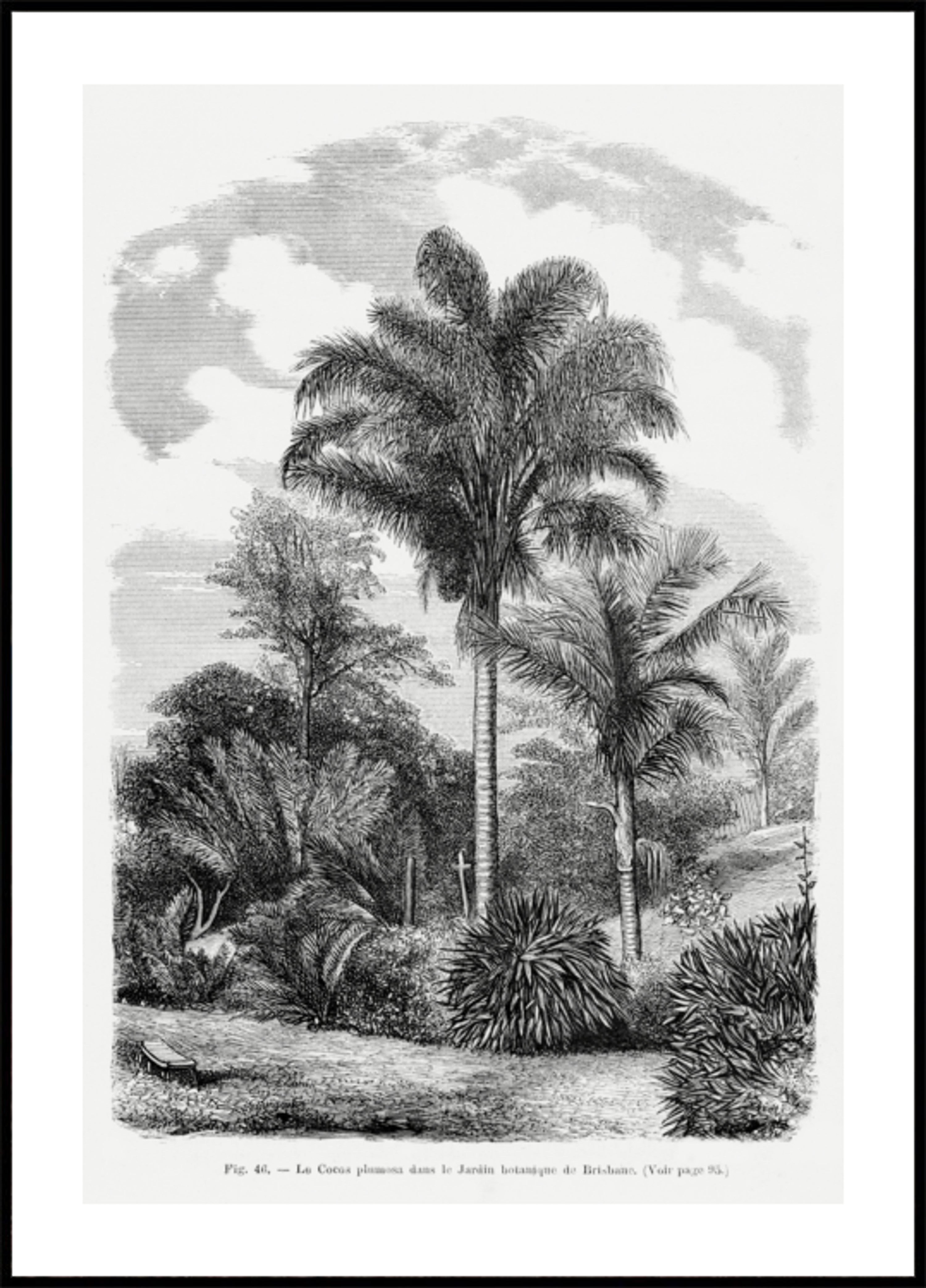 Vintage Palm Tree Kresba Vi