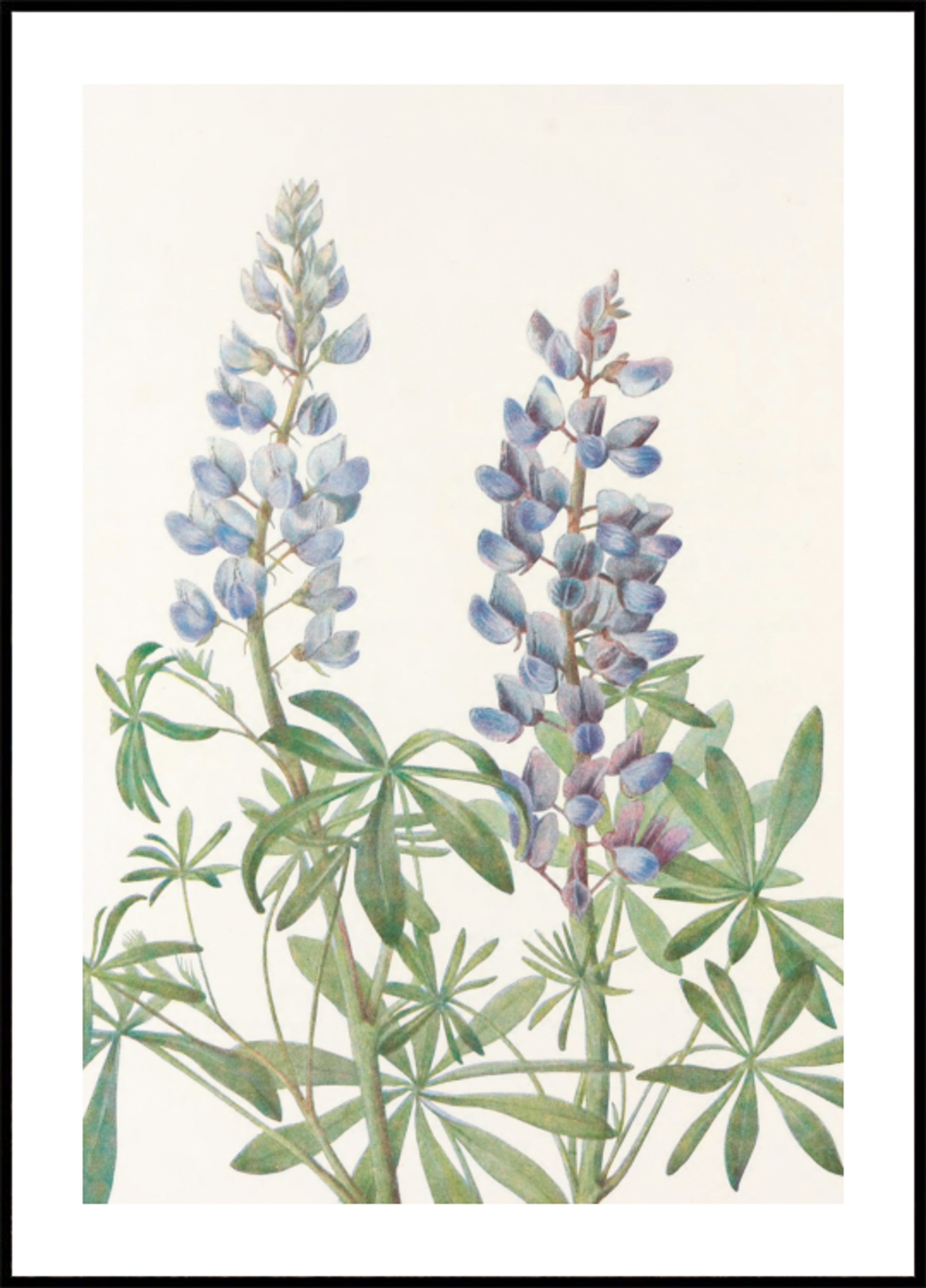 Sluneční hodiny Lupin ze severoamerických divokých květin (1925) Mary Vaux Walcott